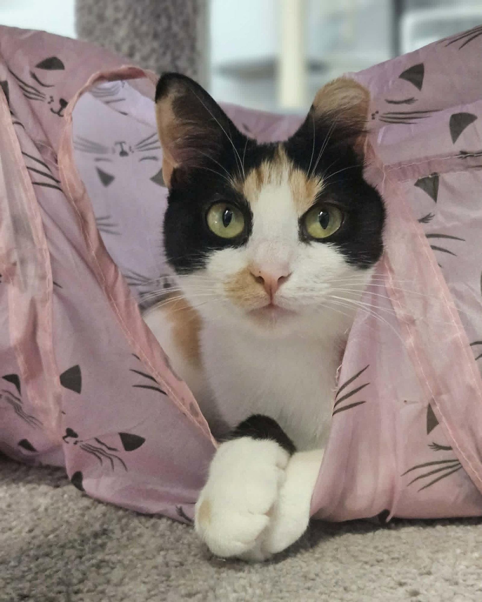 Zoey AND Chloe, a Adoptable Domestic Short Hair in Gonic, NH image 2/3