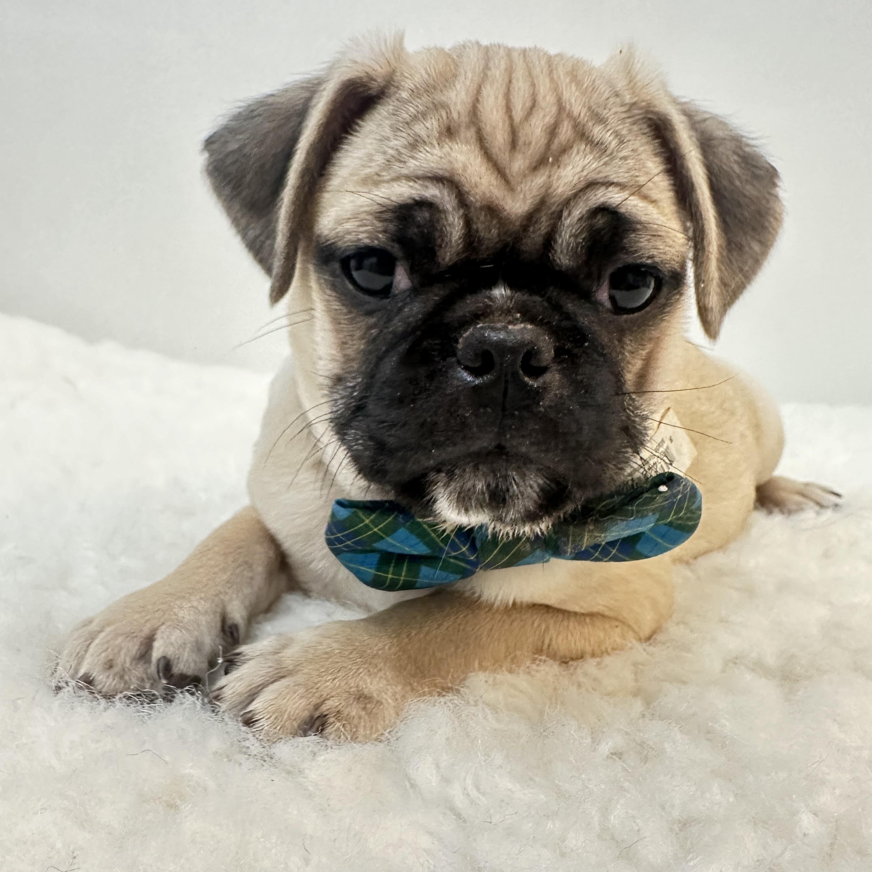 Brody , ADOPTABLE, Puppy Male Pug.