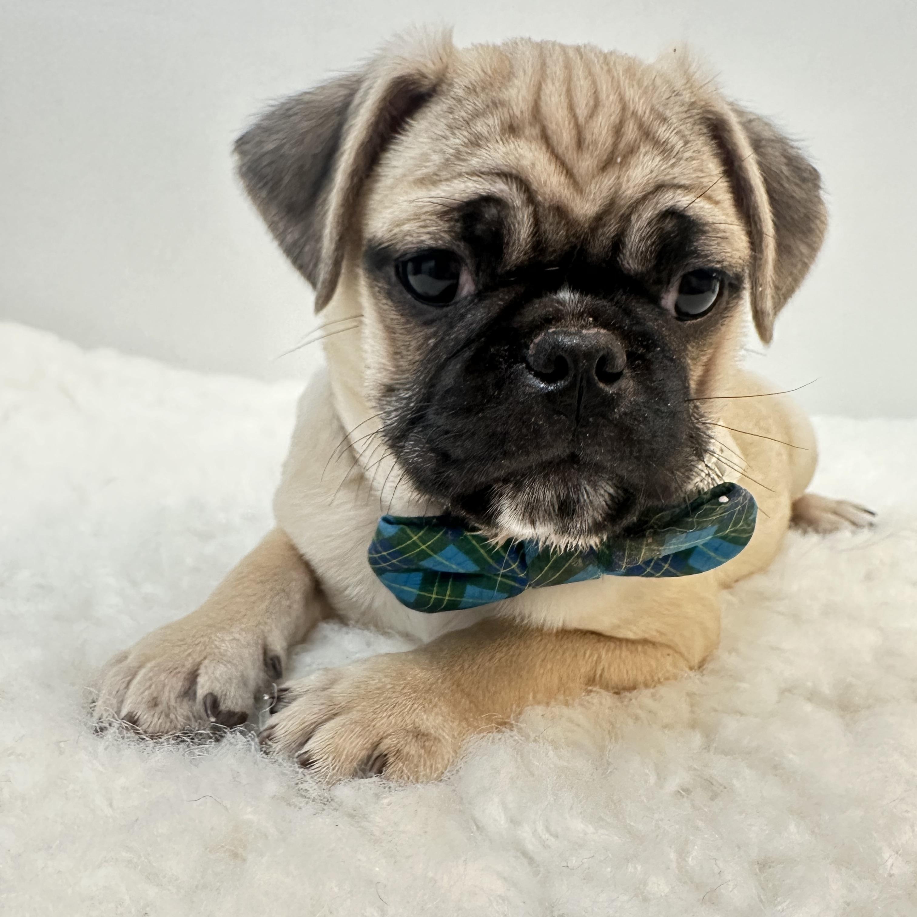 Brody , a ADOPTABLE Pug in Wrightstown, NJ image 2/6