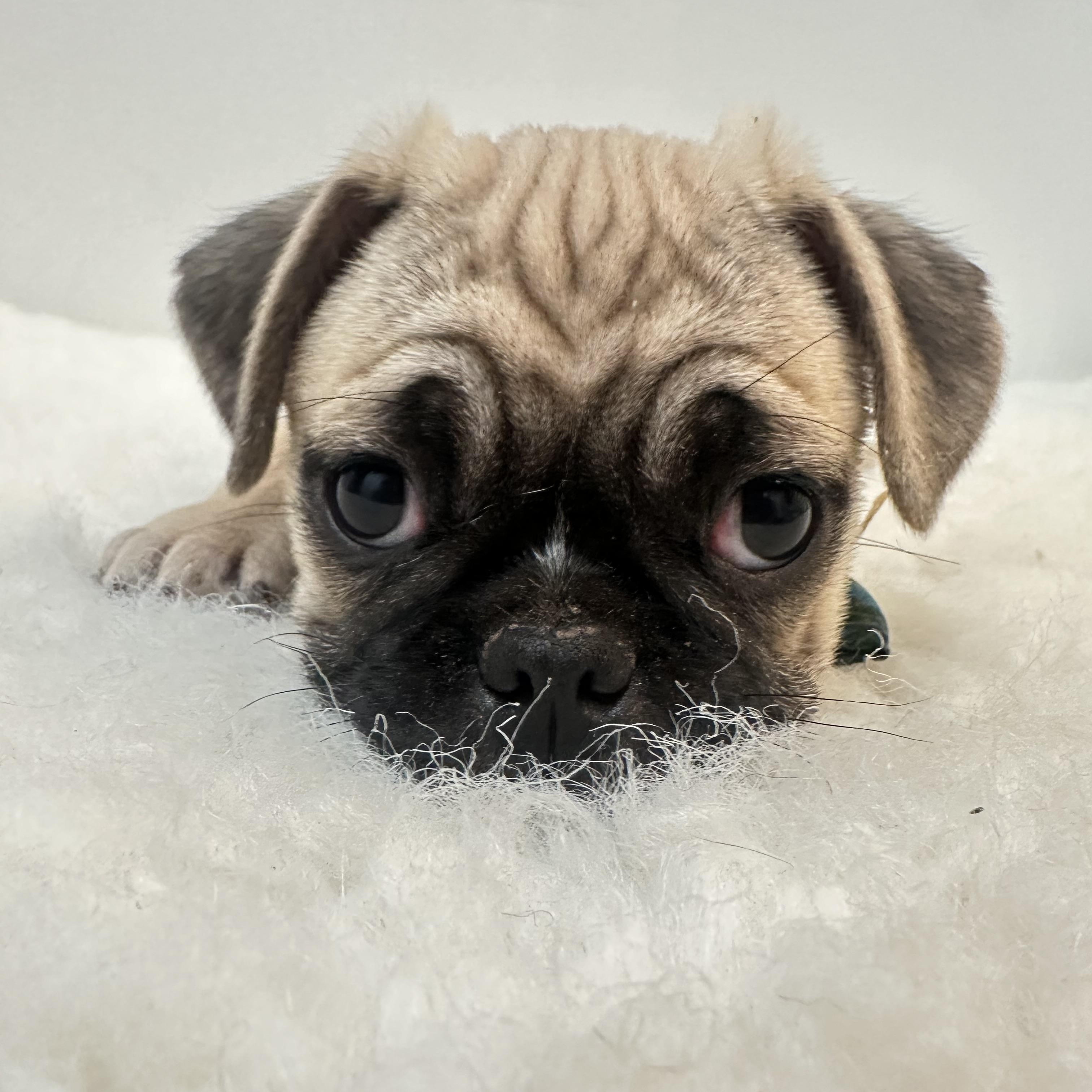 Brody , a ADOPTABLE Pug in Wrightstown, NJ image 3/6