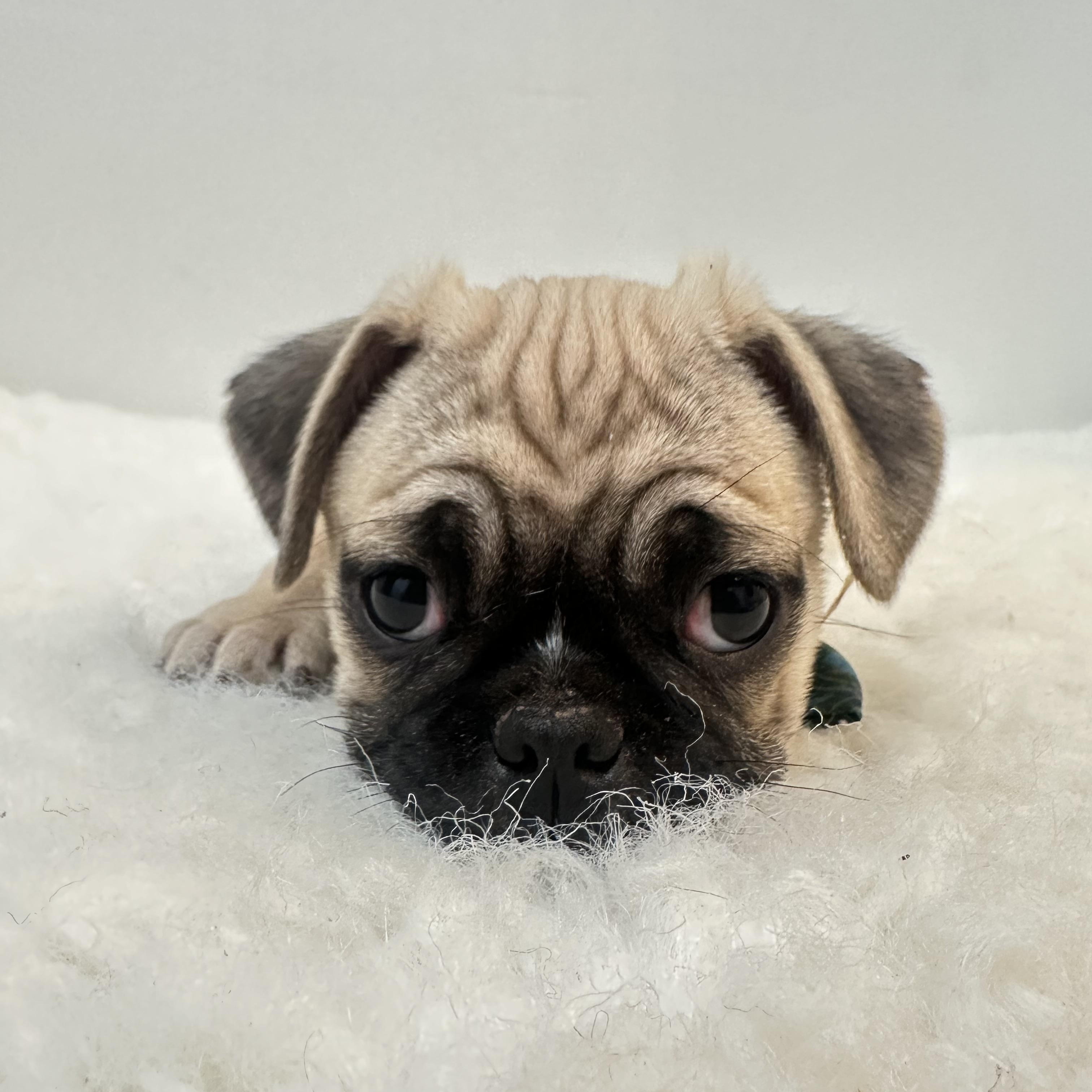 Brody , a ADOPTABLE Pug in Wrightstown, NJ image 4/6