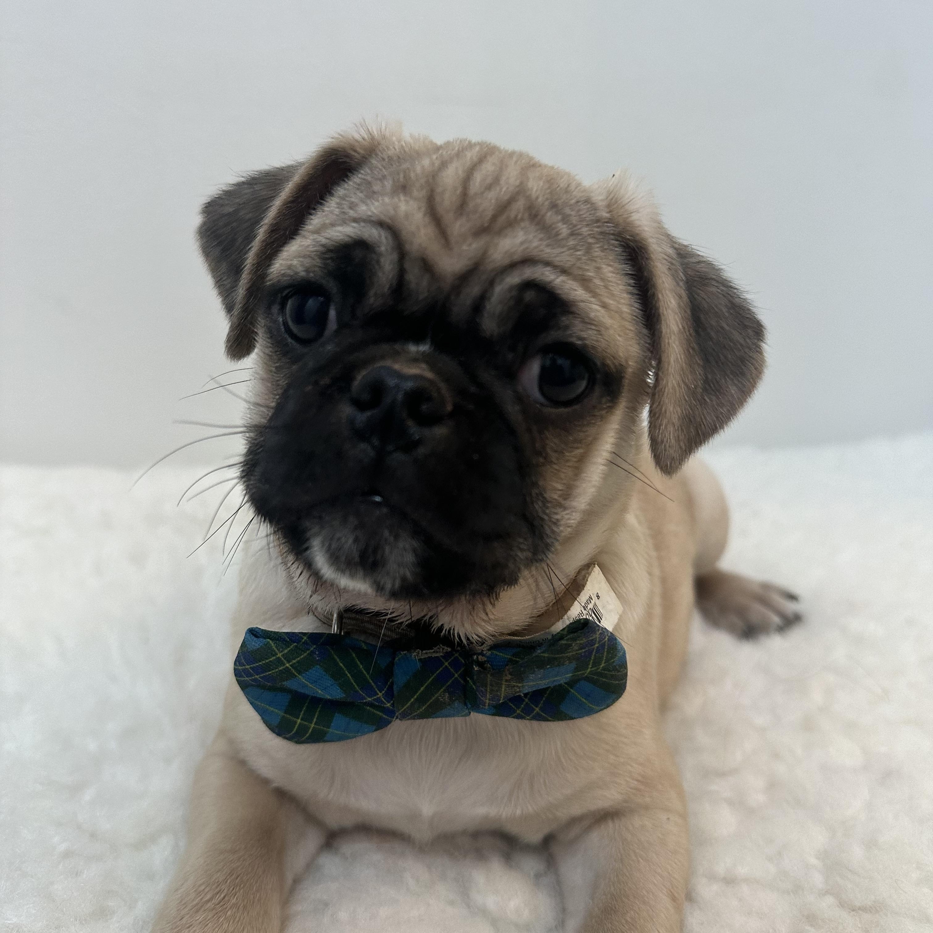 Brody , a ADOPTABLE Pug in Wrightstown, NJ image 5/6