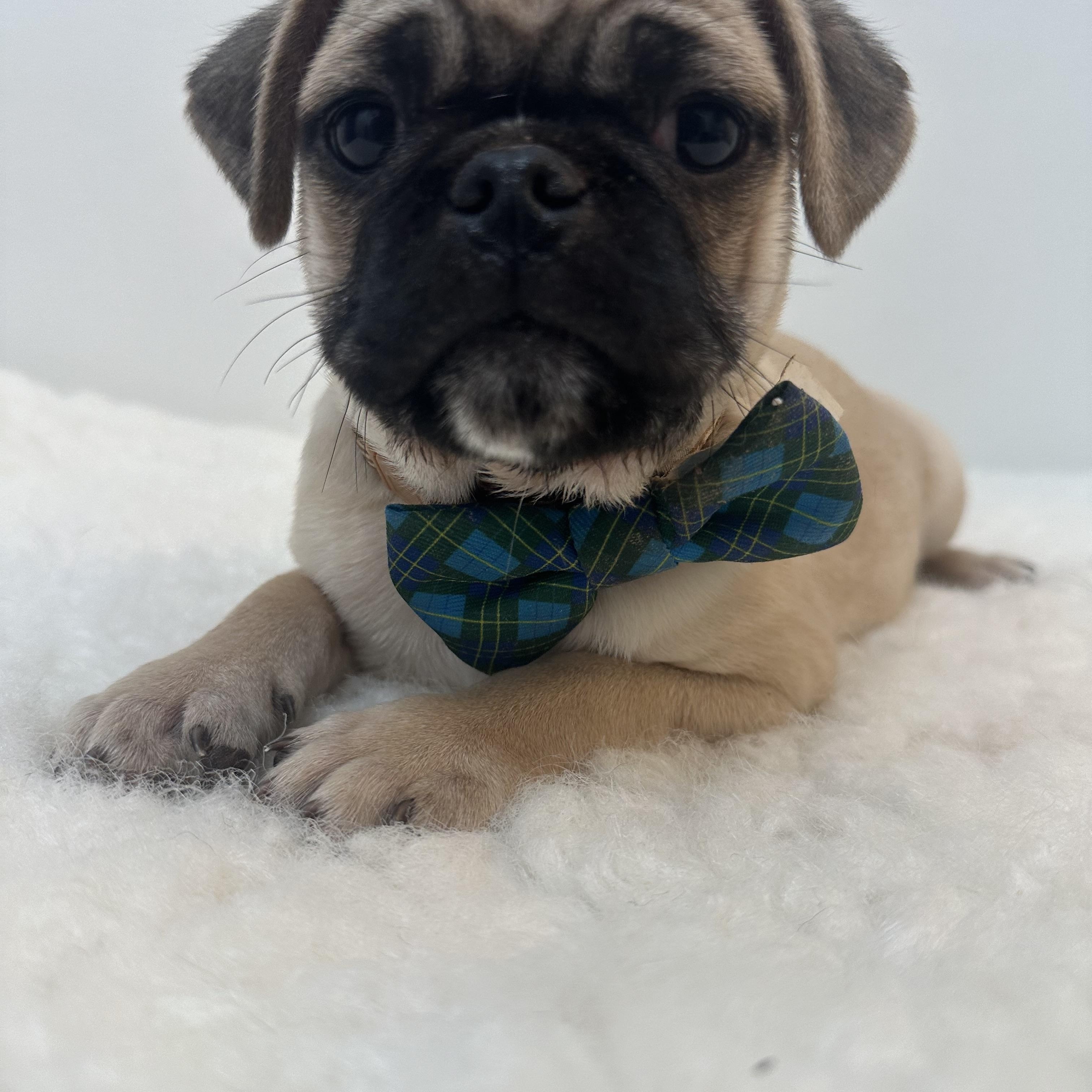 Brody , a ADOPTABLE Pug in Wrightstown, NJ image 6/6