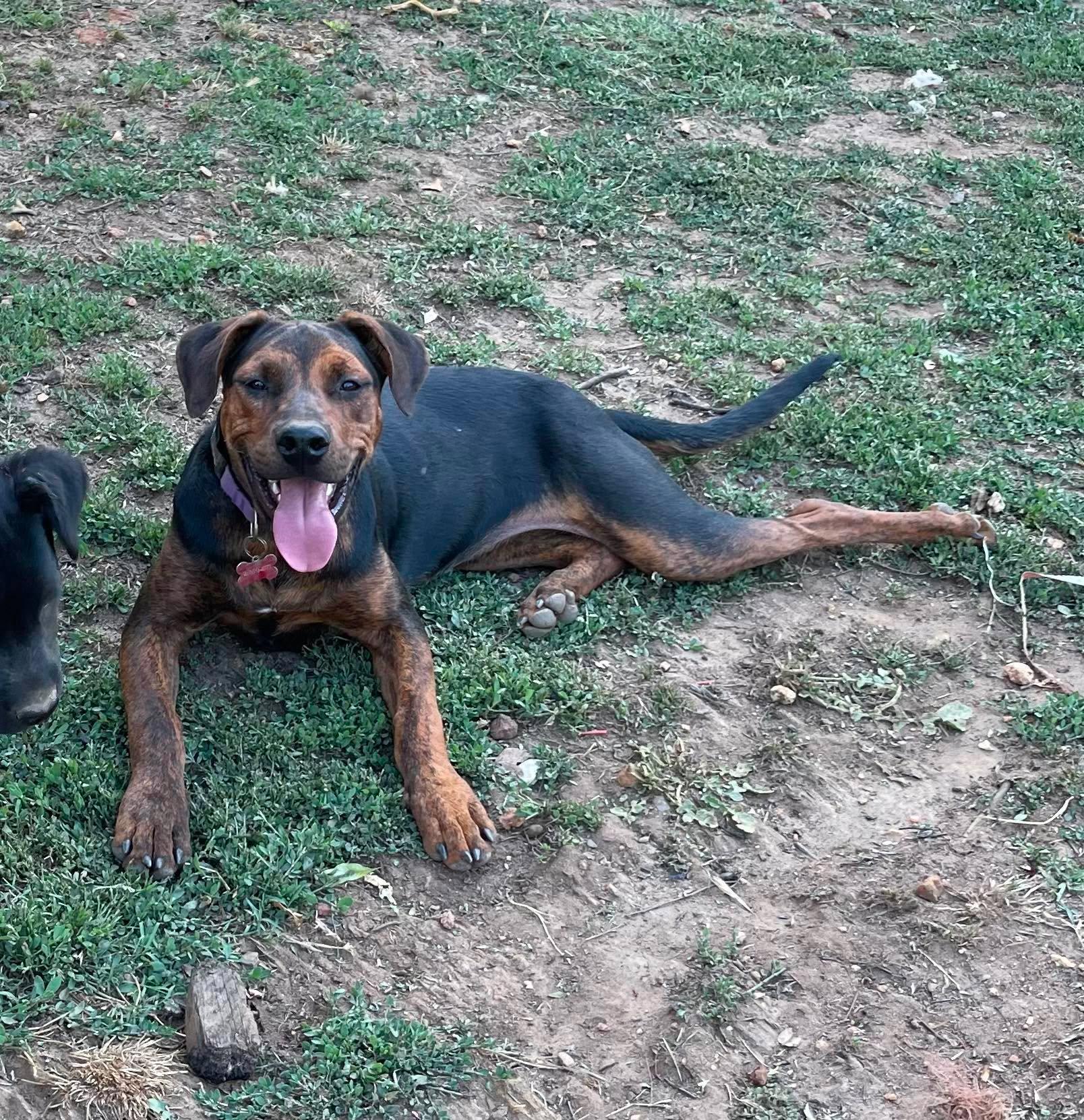 Enlarge Kaia, a ADOPTABLE mixed breed in Murrieta, CA image 2/6