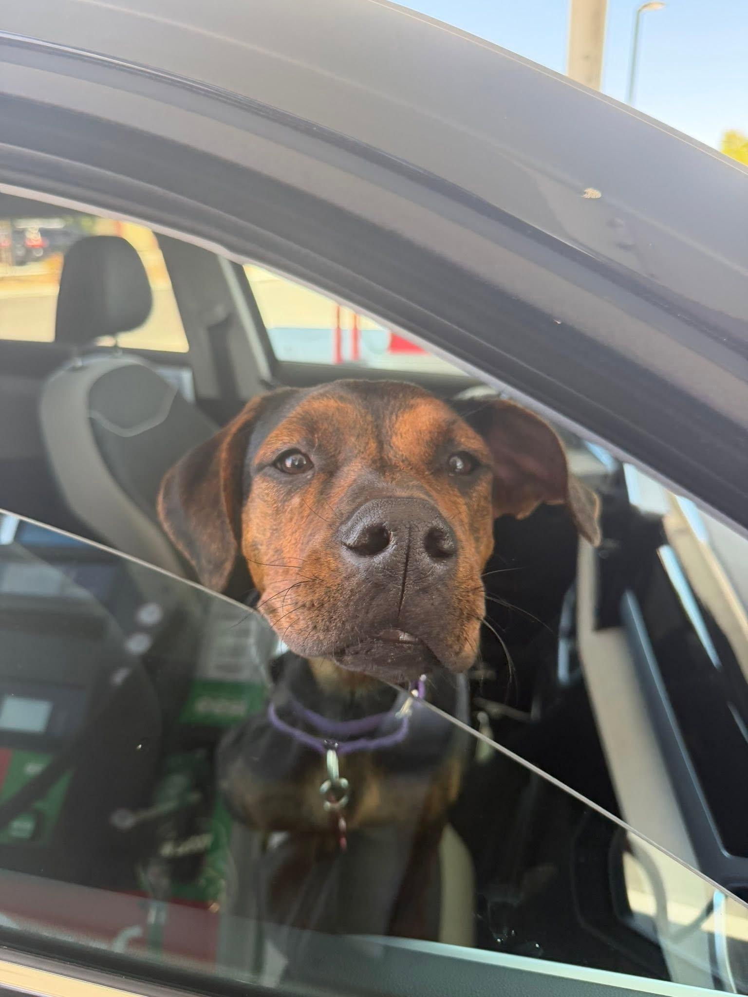 Enlarge Kaia, a ADOPTABLE mixed breed in Murrieta, CA image 5/6