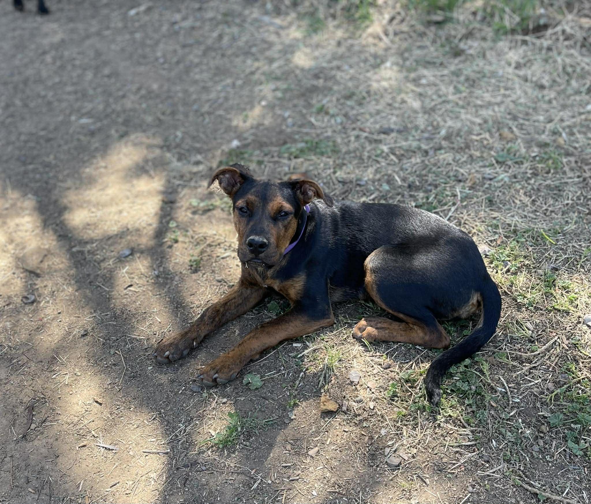 Enlarge Kaia, a ADOPTABLE mixed breed in Anza, CA image 5/6