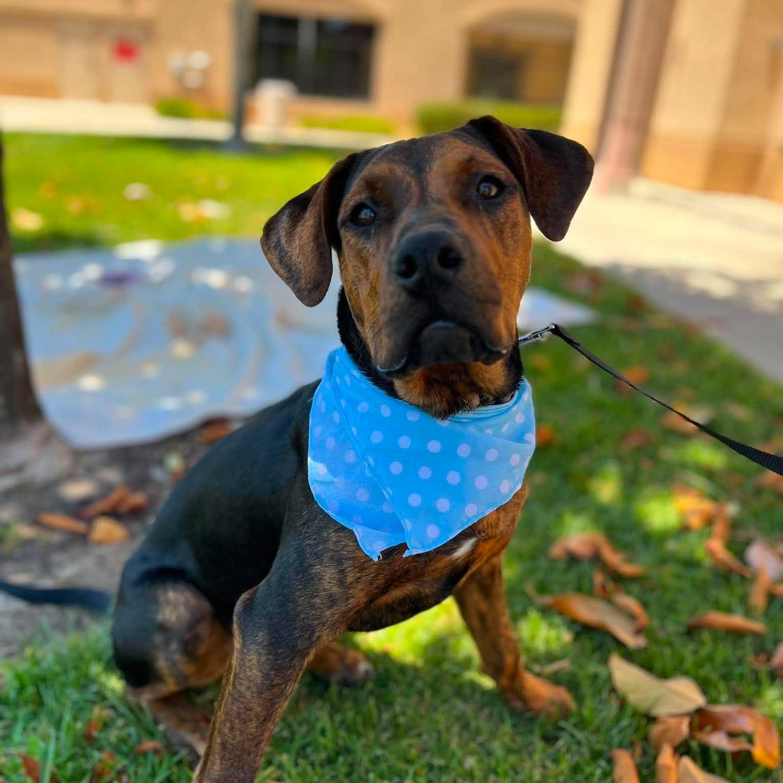 Enlarge Kaia, a ADOPTABLE mixed breed in Murrieta, CA image 1/6