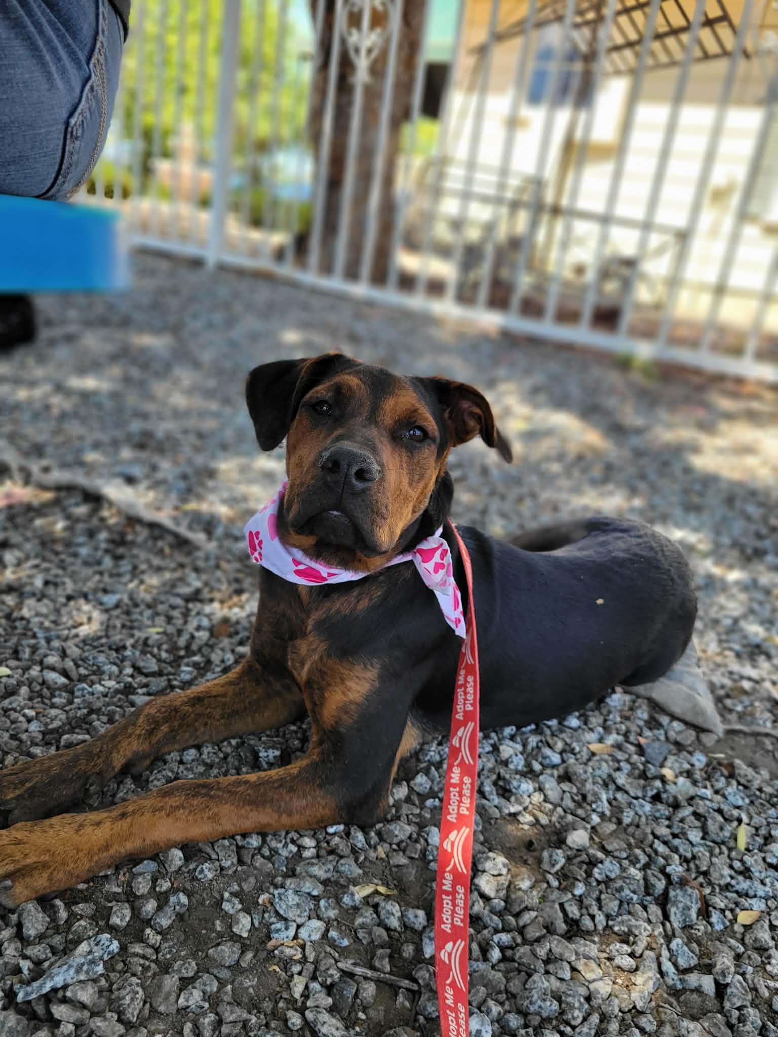 Enlarge Kaia, a ADOPTABLE mixed breed in Anza, CA image 6/6