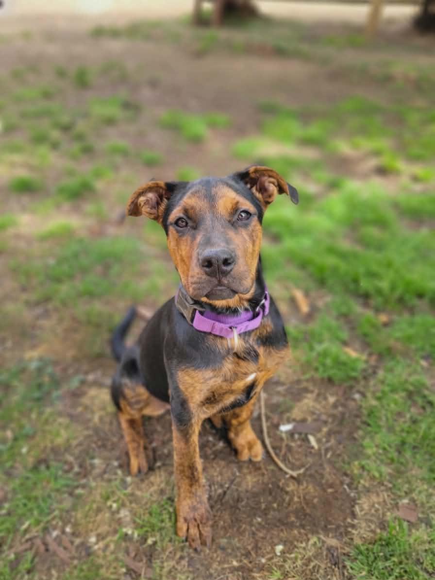 Enlarge Kaia, a ADOPTABLE mixed breed in Anza, CA image 2/6