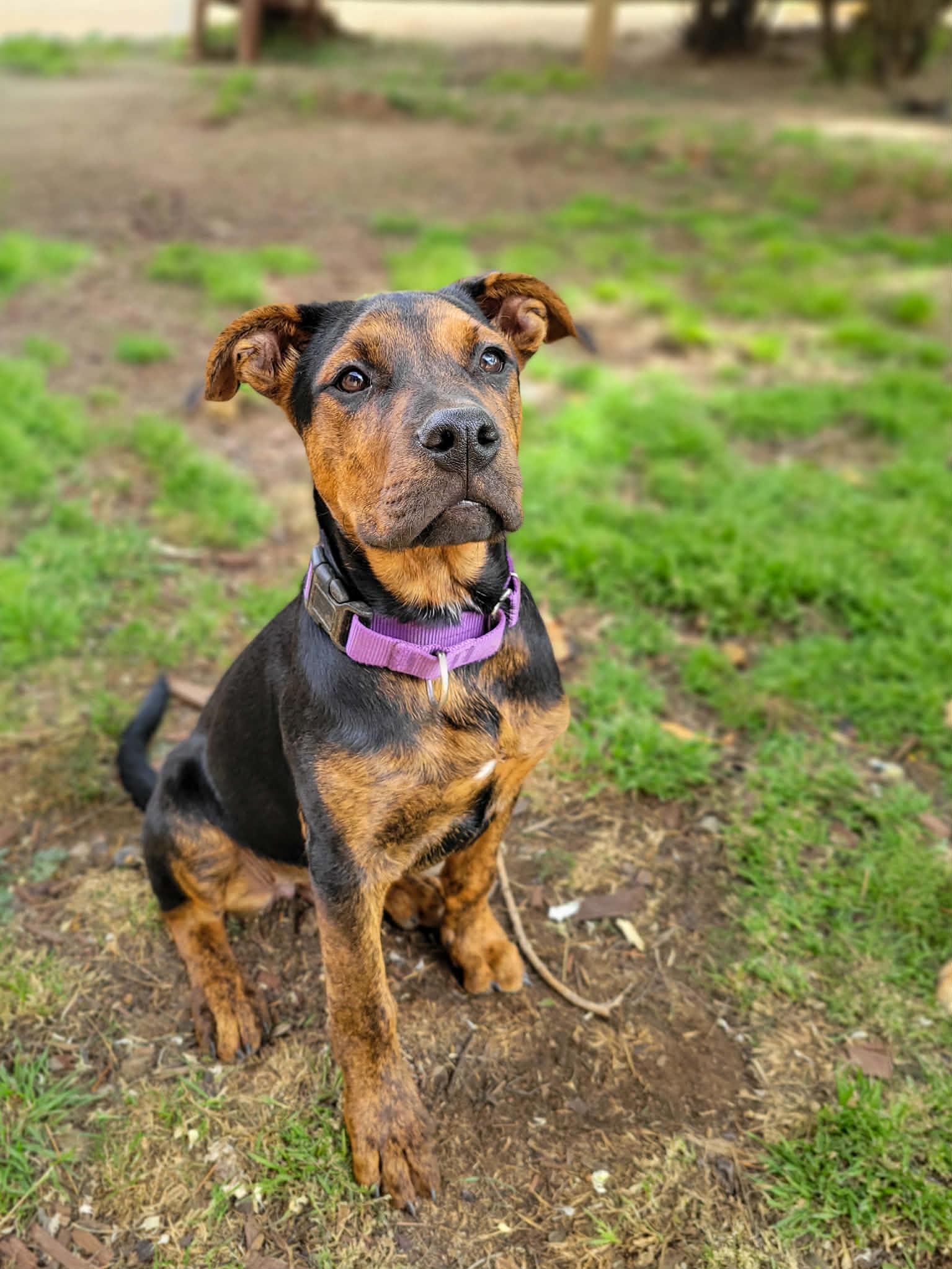 Enlarge Kaia, a ADOPTABLE mixed breed in Anza, CA image 4/6