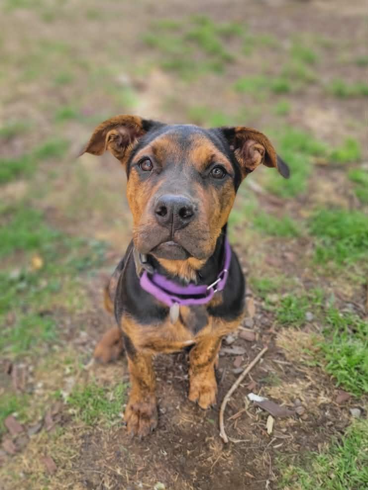 Enlarge Kaia, a ADOPTABLE mixed breed in Anza, CA image 1/6