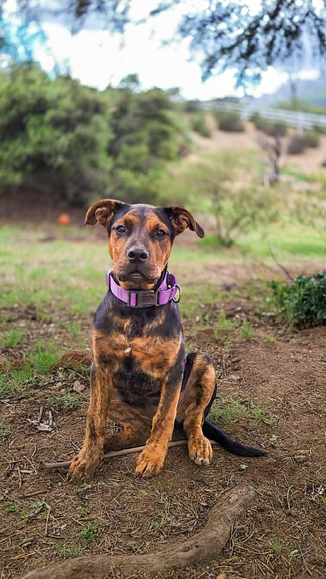 Enlarge Kaia, a ADOPTABLE mixed breed in Anza, CA image 3/6