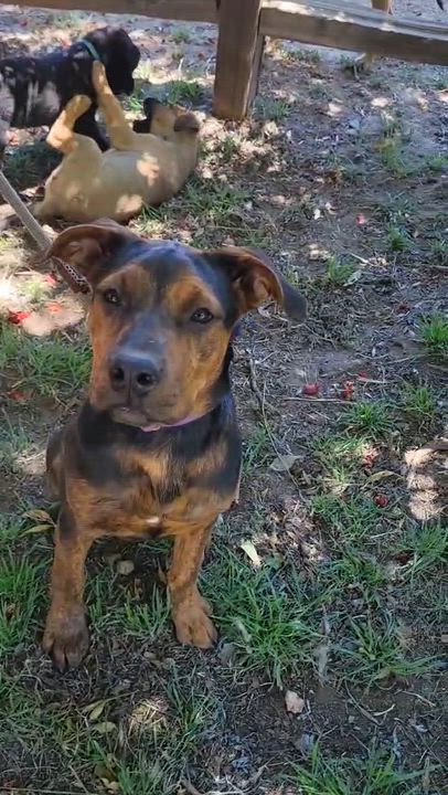 Enlarge Kaia, a ADOPTABLE mixed breed in Murrieta, CA video 6/6