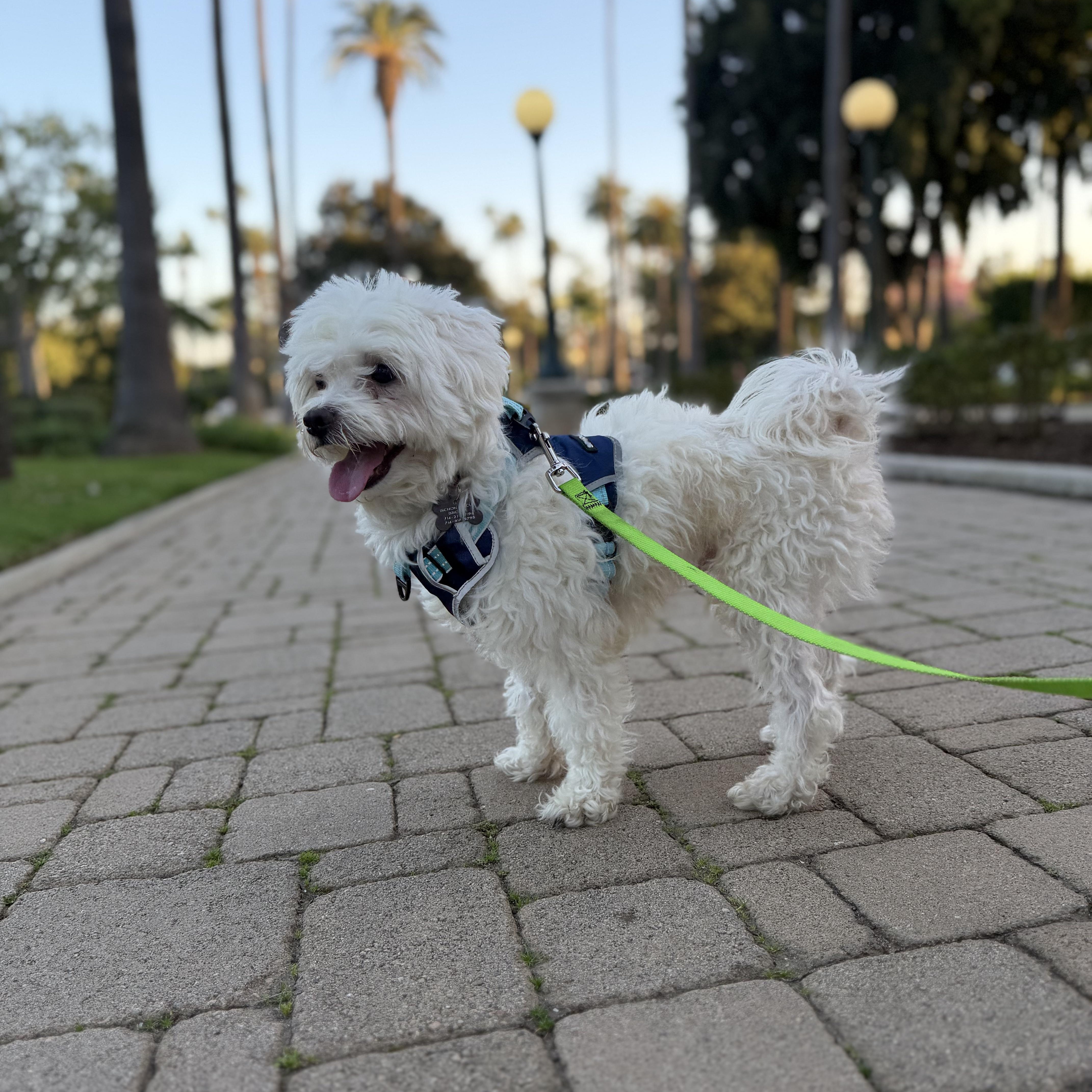 Archie - Adoptable Pet | Petfinder | Petfinder