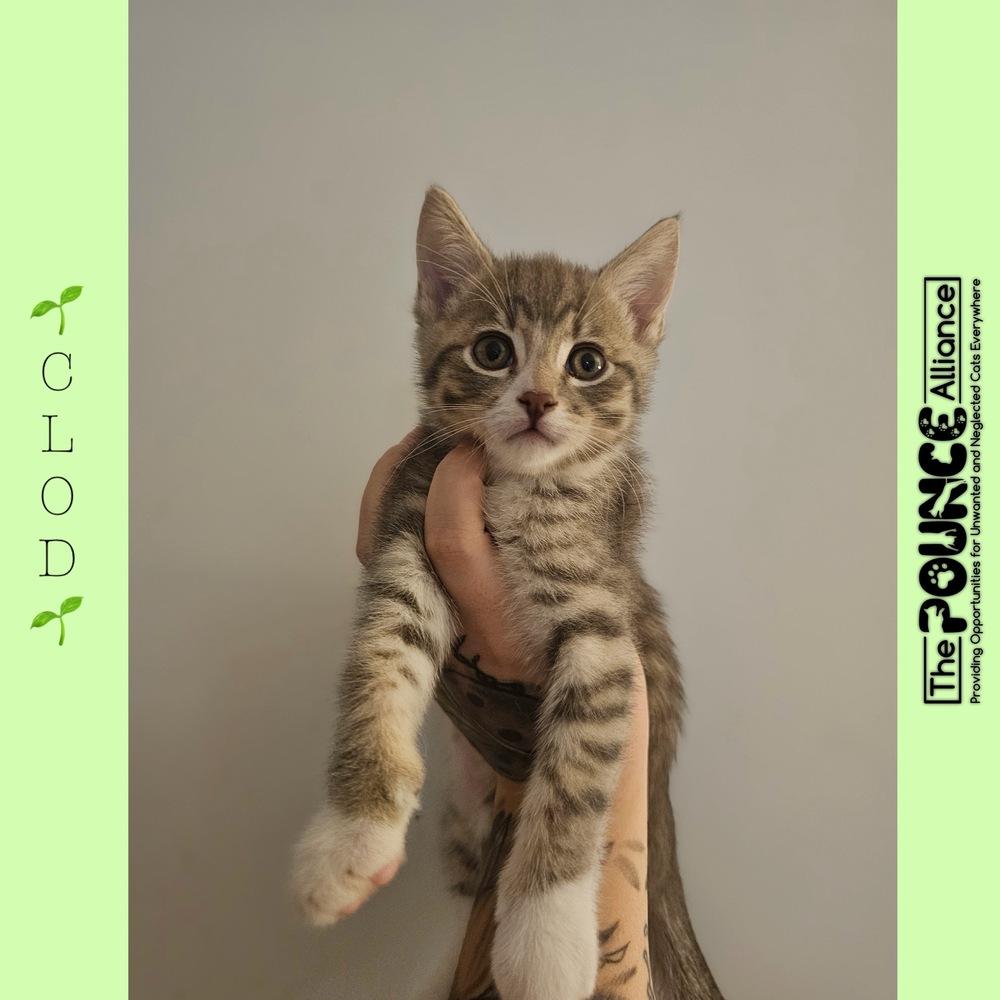 Enlarge Clod, a Adoptable mixed breed in Liberty Lake, WA image 1/1