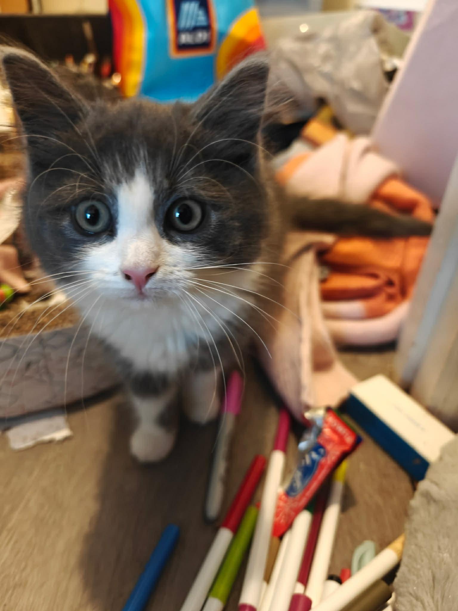 Waco, Adoptable, Kitten Female Domestic Long Hair.