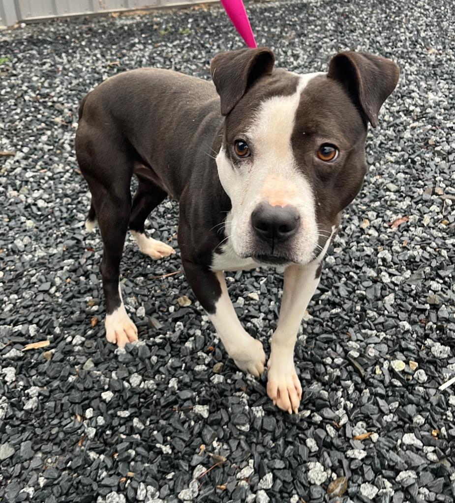 Superman, Adoptable, Young Male Mixed Breed.