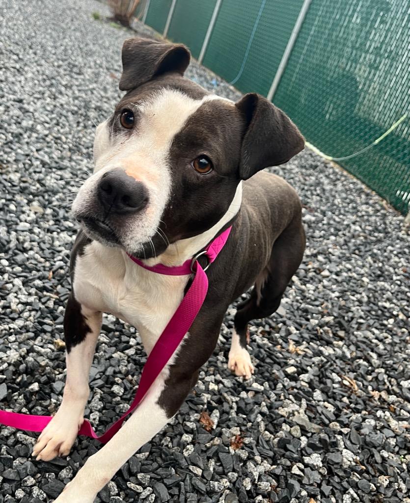 Enlarge Superman, a Adoptable mixed breed in Mount Gilead, NC image 2/4