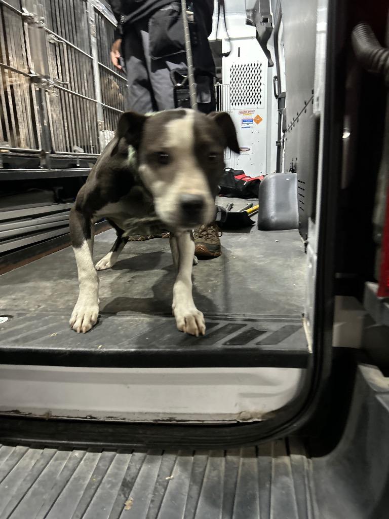 Enlarge Superman, a Adoptable mixed breed in Mount Gilead, NC image 3/4