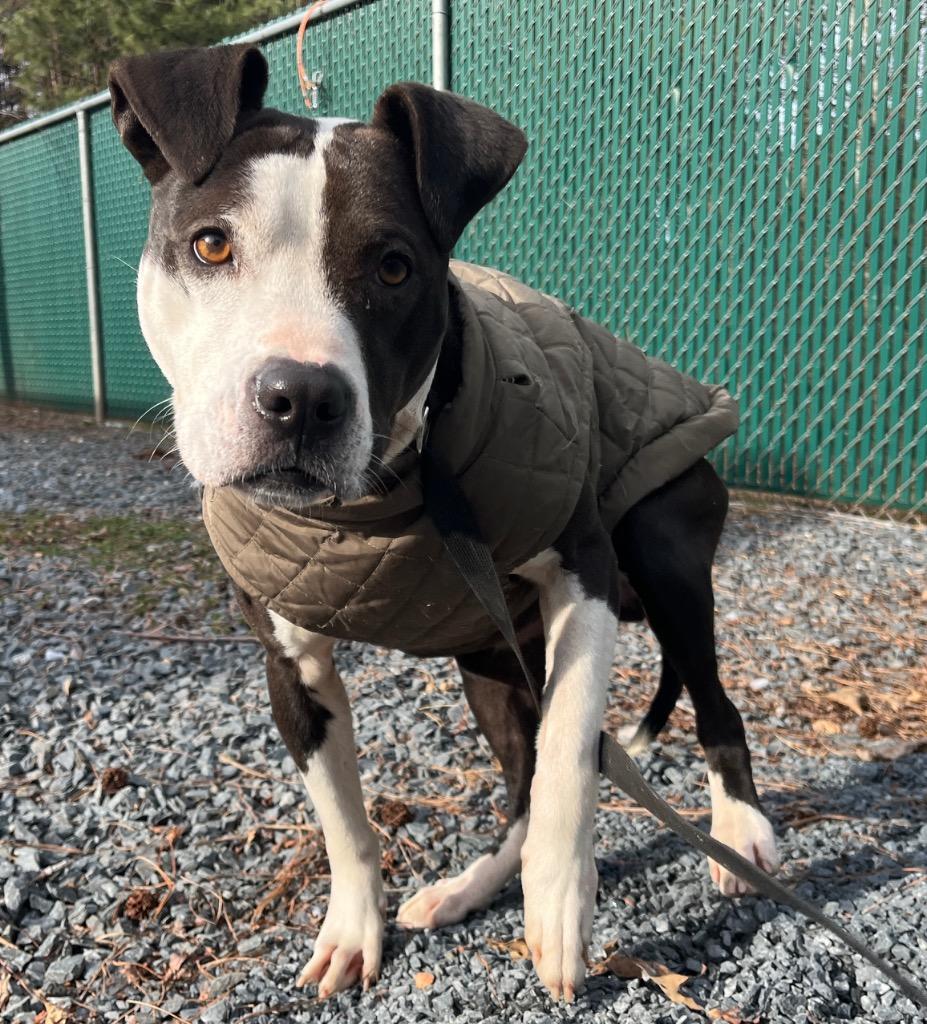 Enlarge Superman, a Adoptable mixed breed in Mount Gilead, NC image 4/4