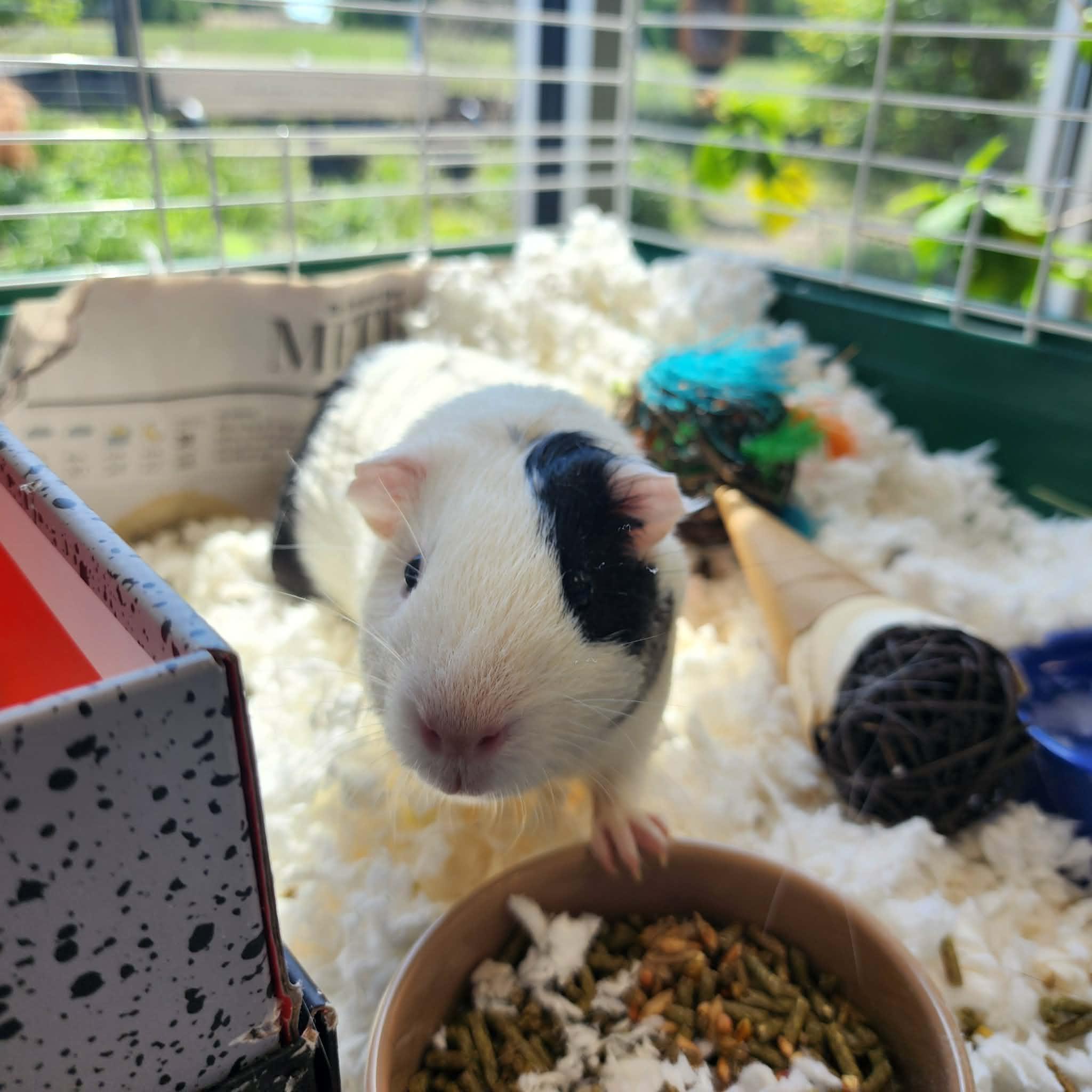 Enlarge TATE, a ADOPTABLE Guinea Pig in Manassas, VA image 3/4