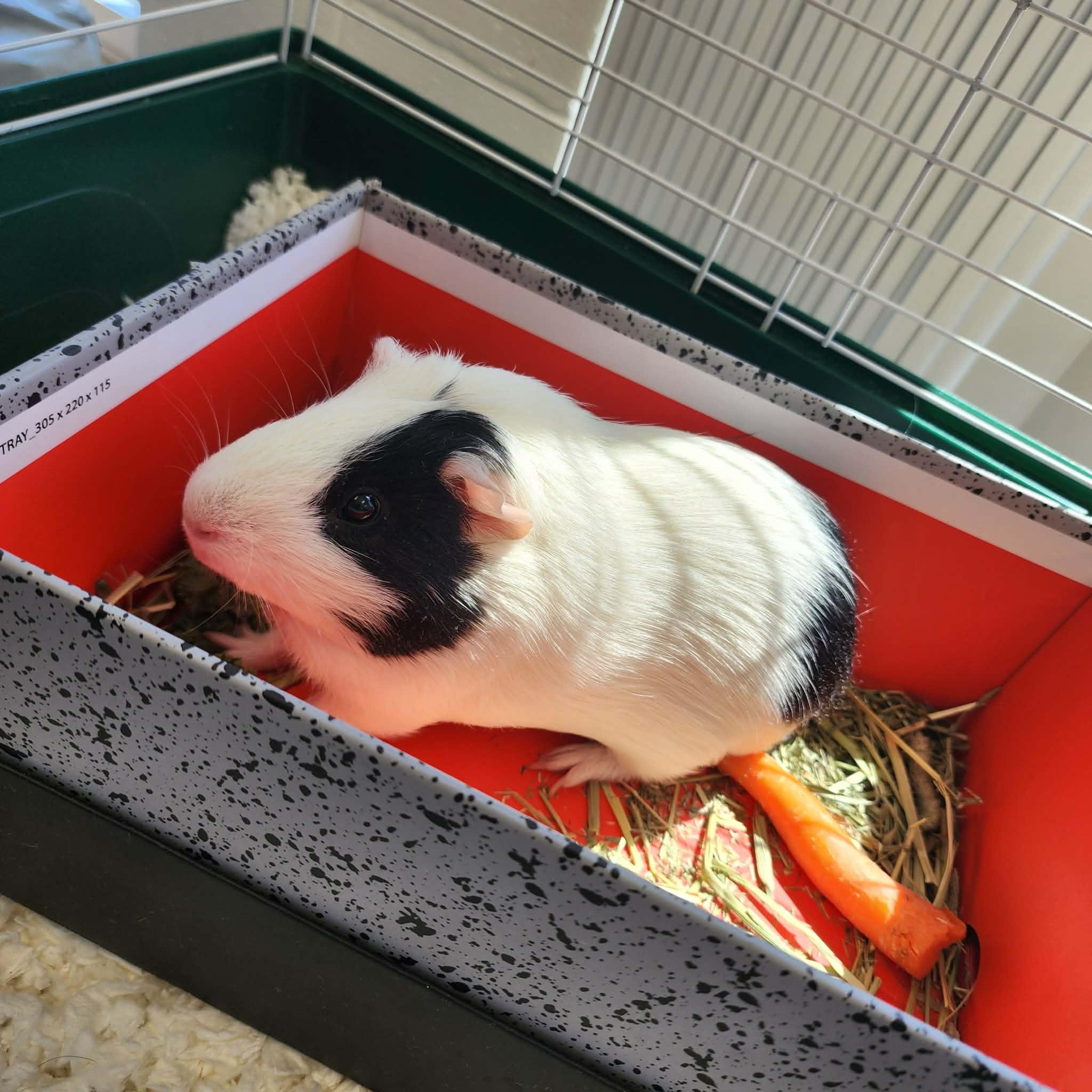 Enlarge TATE, a ADOPTABLE Guinea Pig in Manassas, VA image 2/4