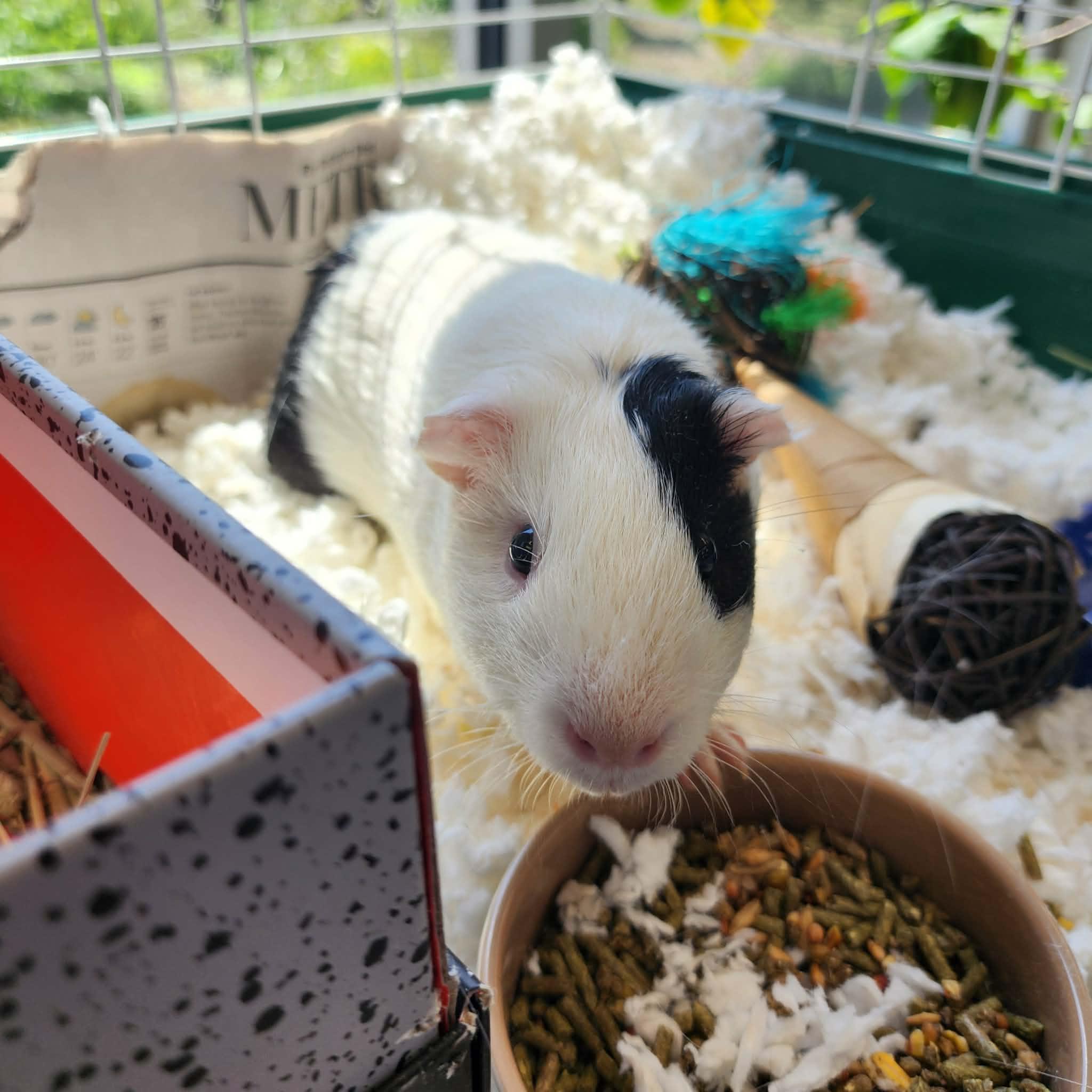 TATE, ADOPTABLE, Young Male Guinea Pig.