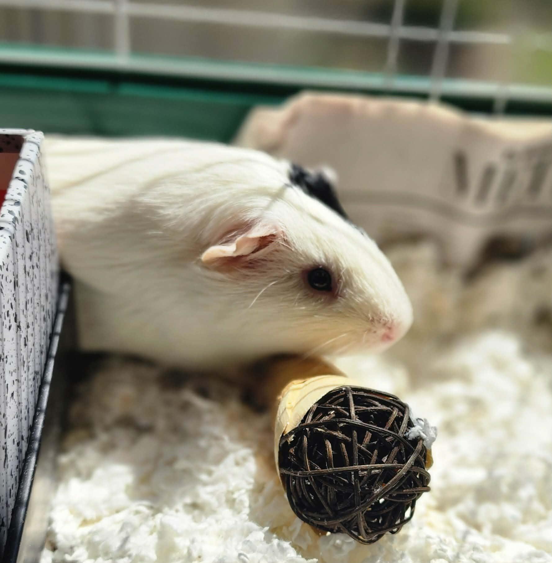 Enlarge TATE, a ADOPTABLE Guinea Pig in Manassas, VA image 4/4