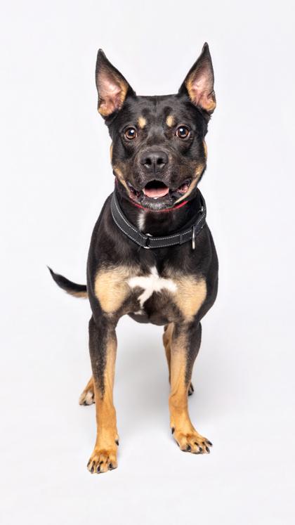 Tetrio, a Adoptable Mixed Breed in Atlanta, GA image 1/3