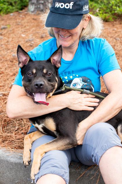 Tetrio, a Adoptable Mixed Breed in Atlanta, GA image 2/3