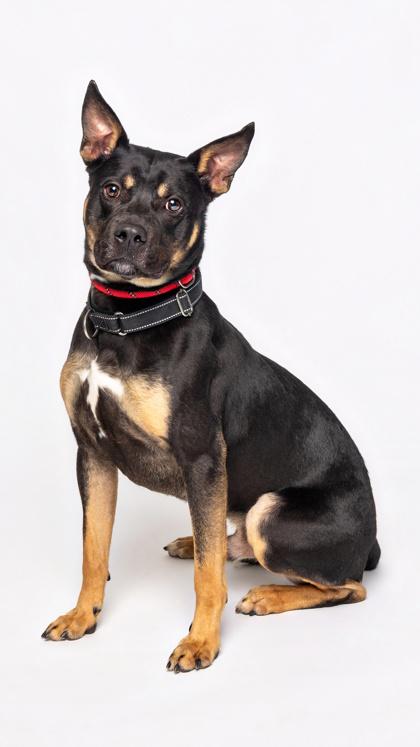 Tetrio, a Adoptable Mixed Breed in Atlanta, GA image 3/3