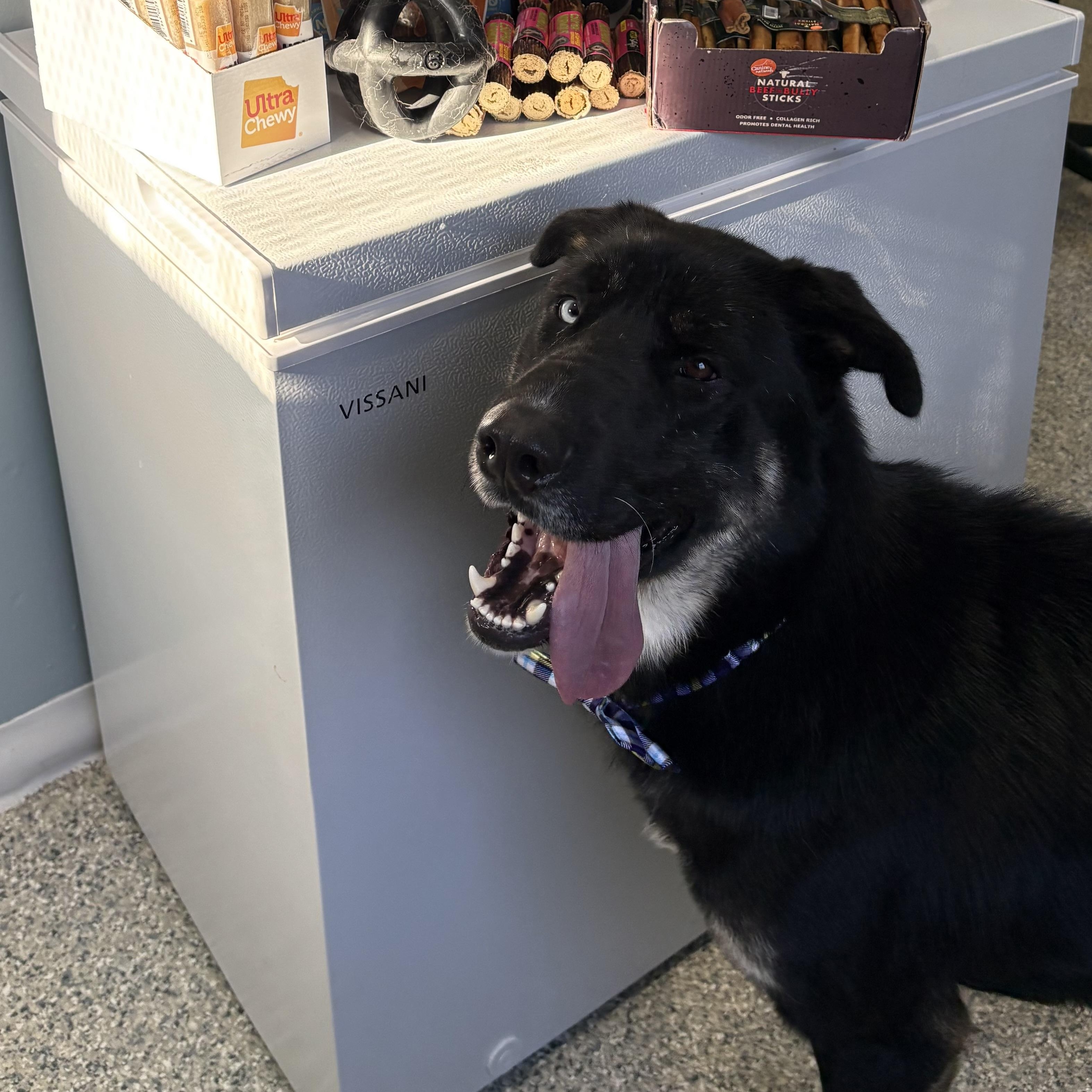 Enlarge Willie, an adopted mixed breed in Watertown, CT image 4/4