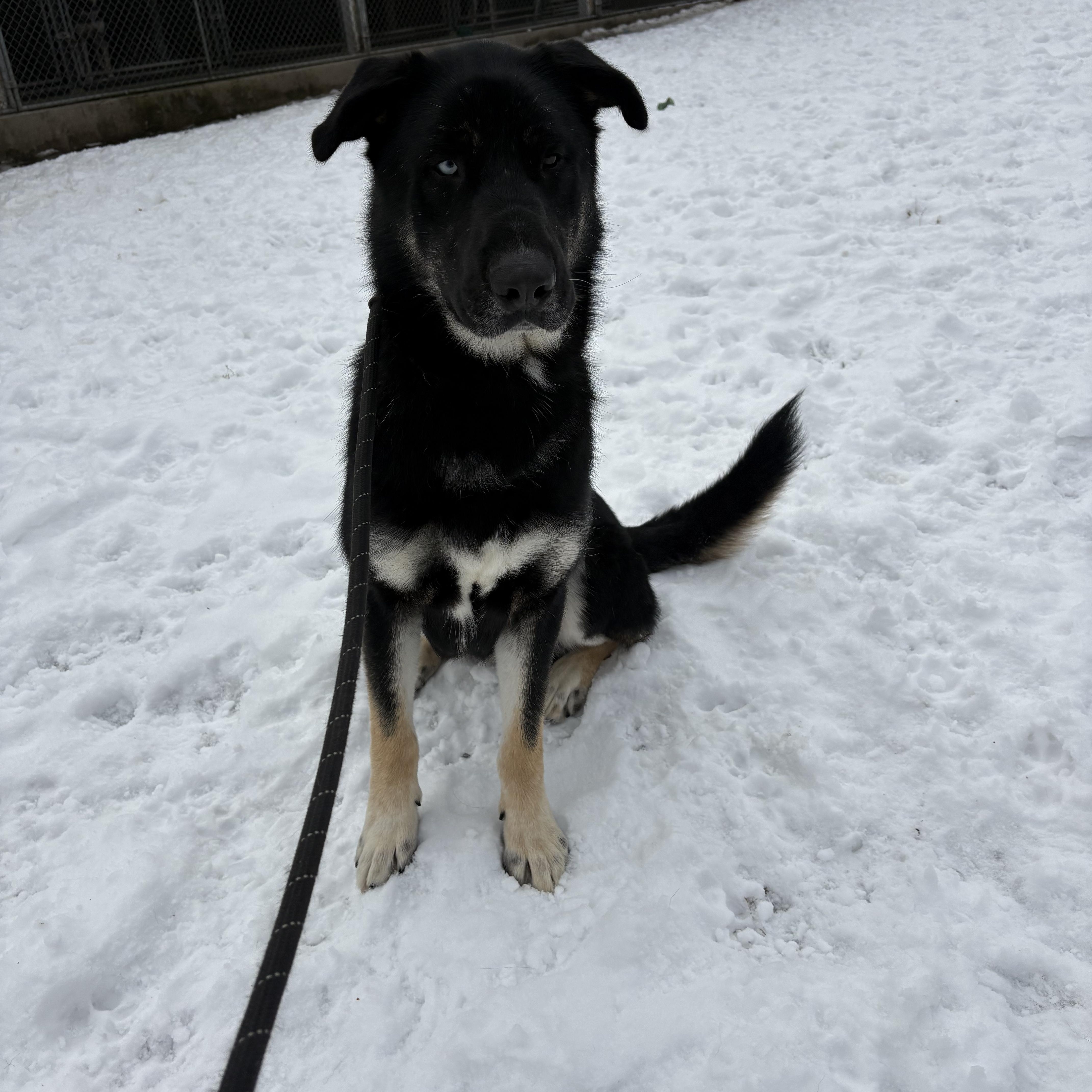 Enlarge Willie, an adopted mixed breed in Watertown, CT image 2/4