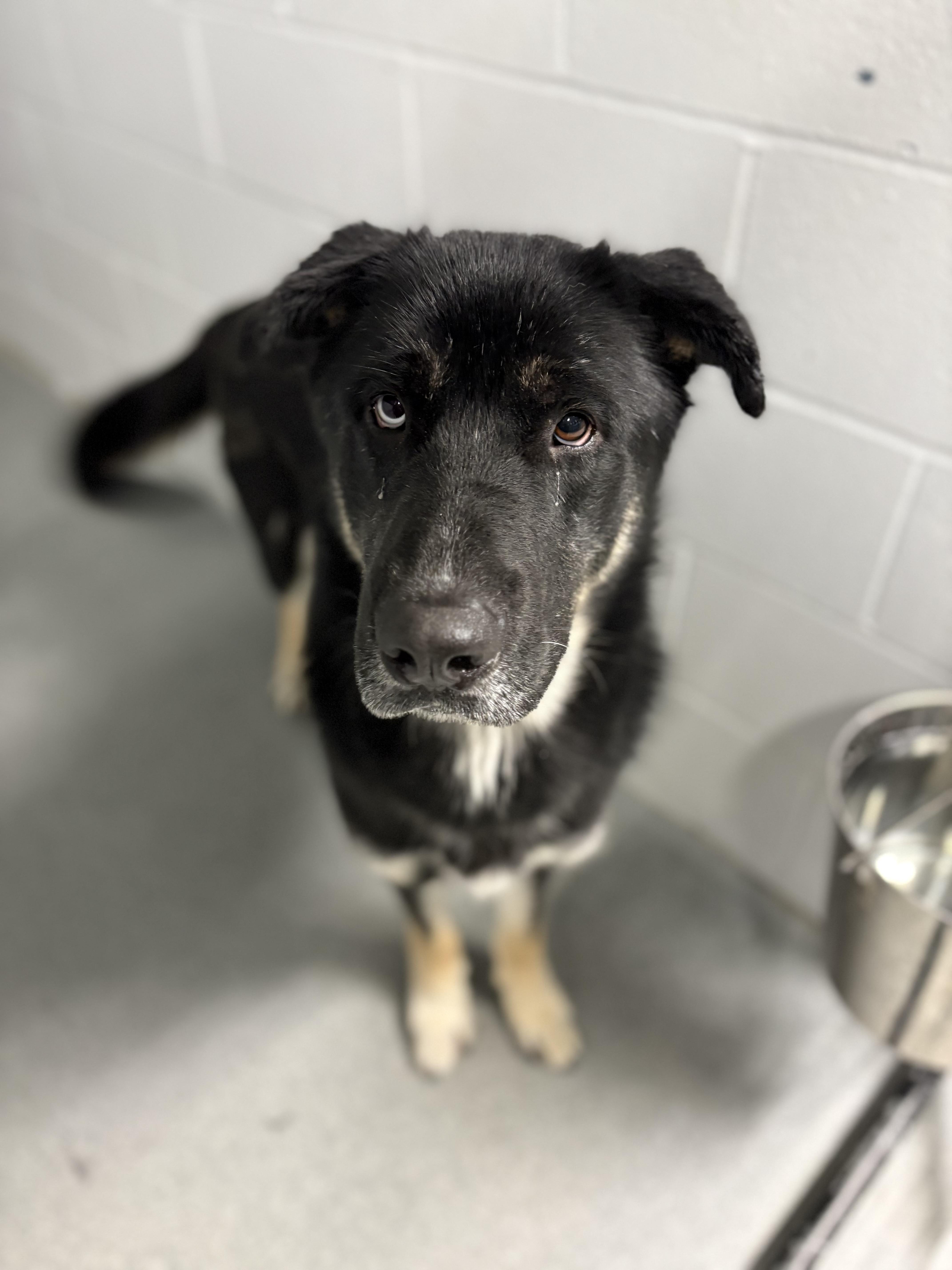 Enlarge Willie, an adopted mixed breed in Watertown, CT image 3/4