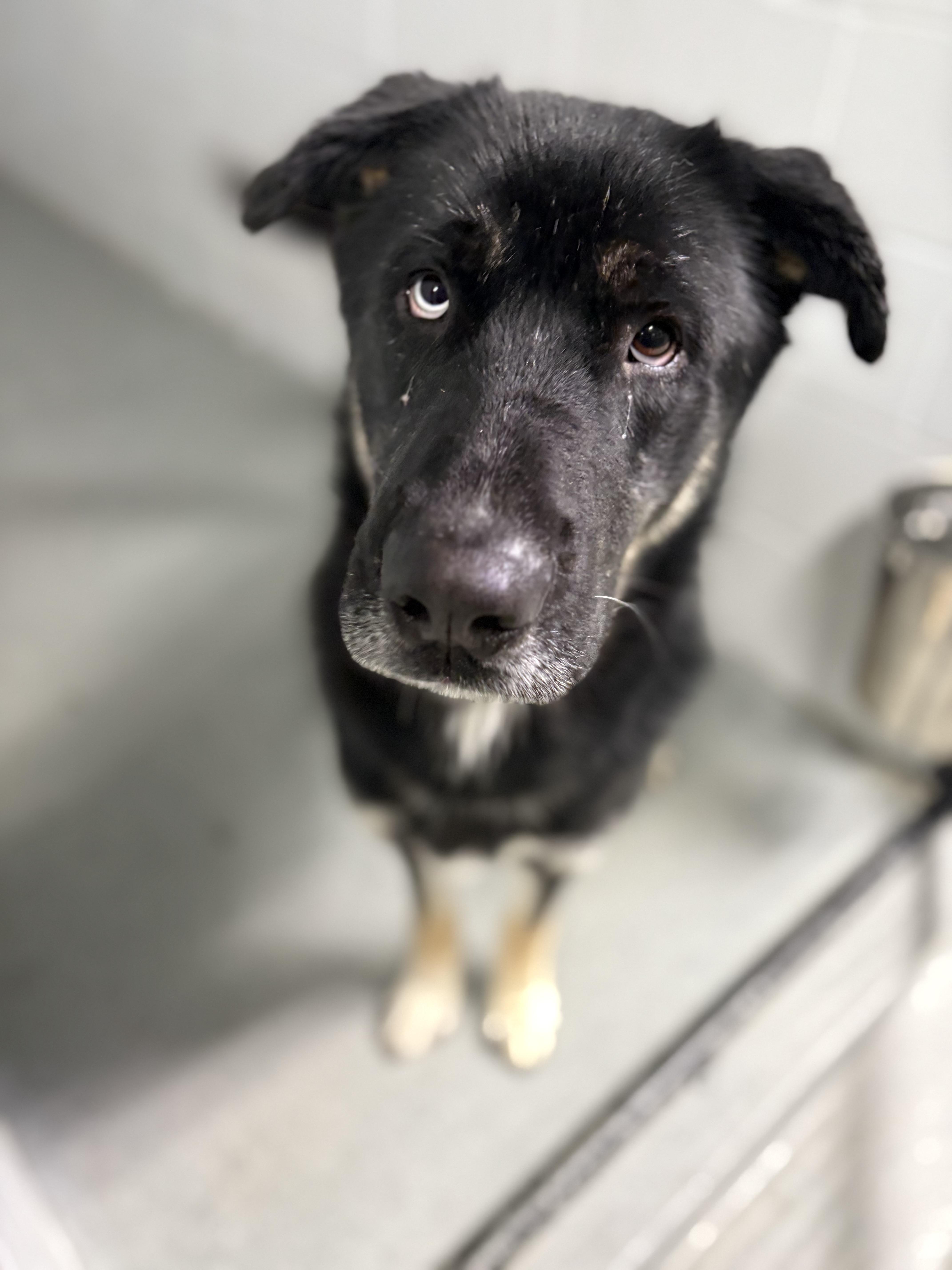 Enlarge Willie, an adopted mixed breed in Watertown, CT image 1/4