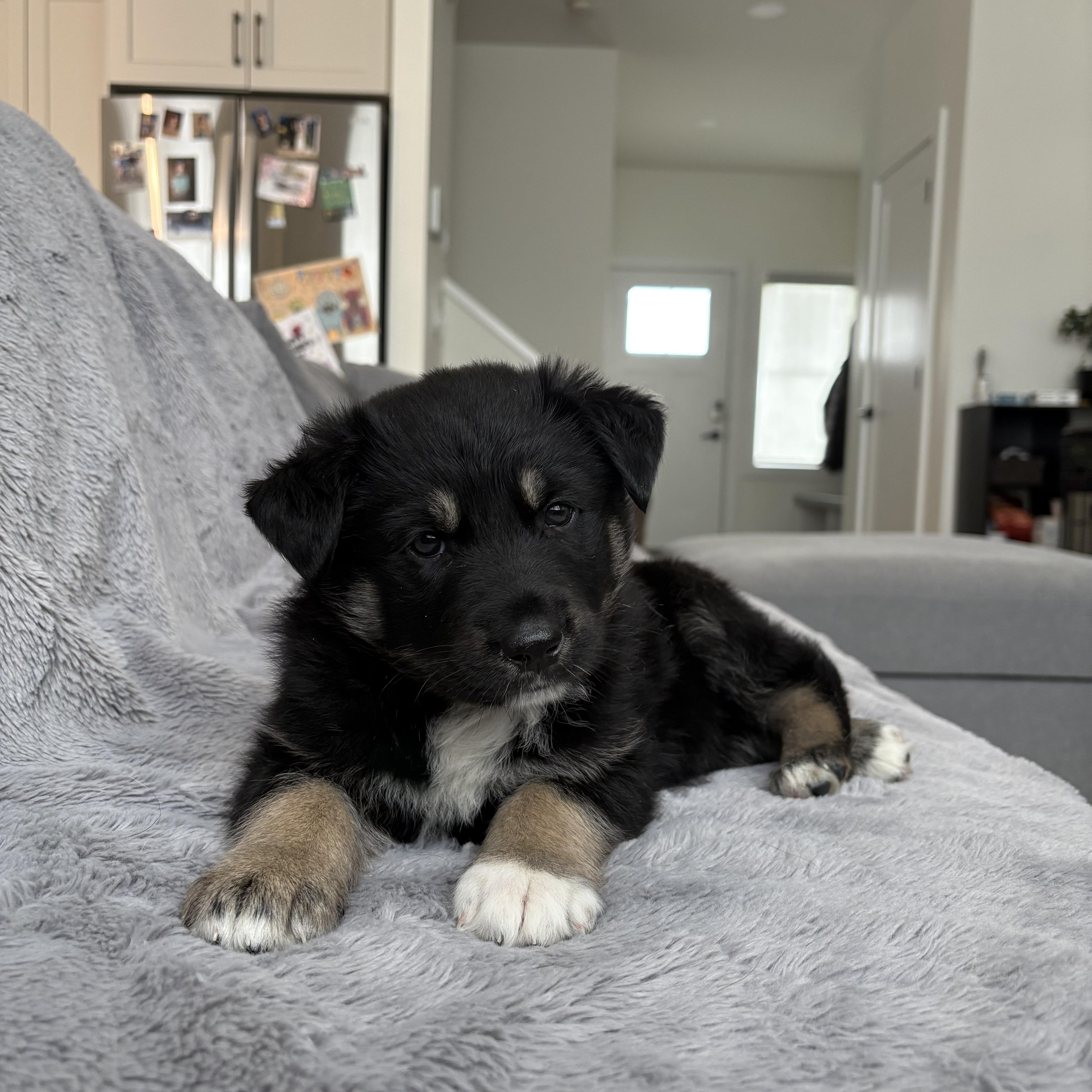 Jasper, Baby Male unknown