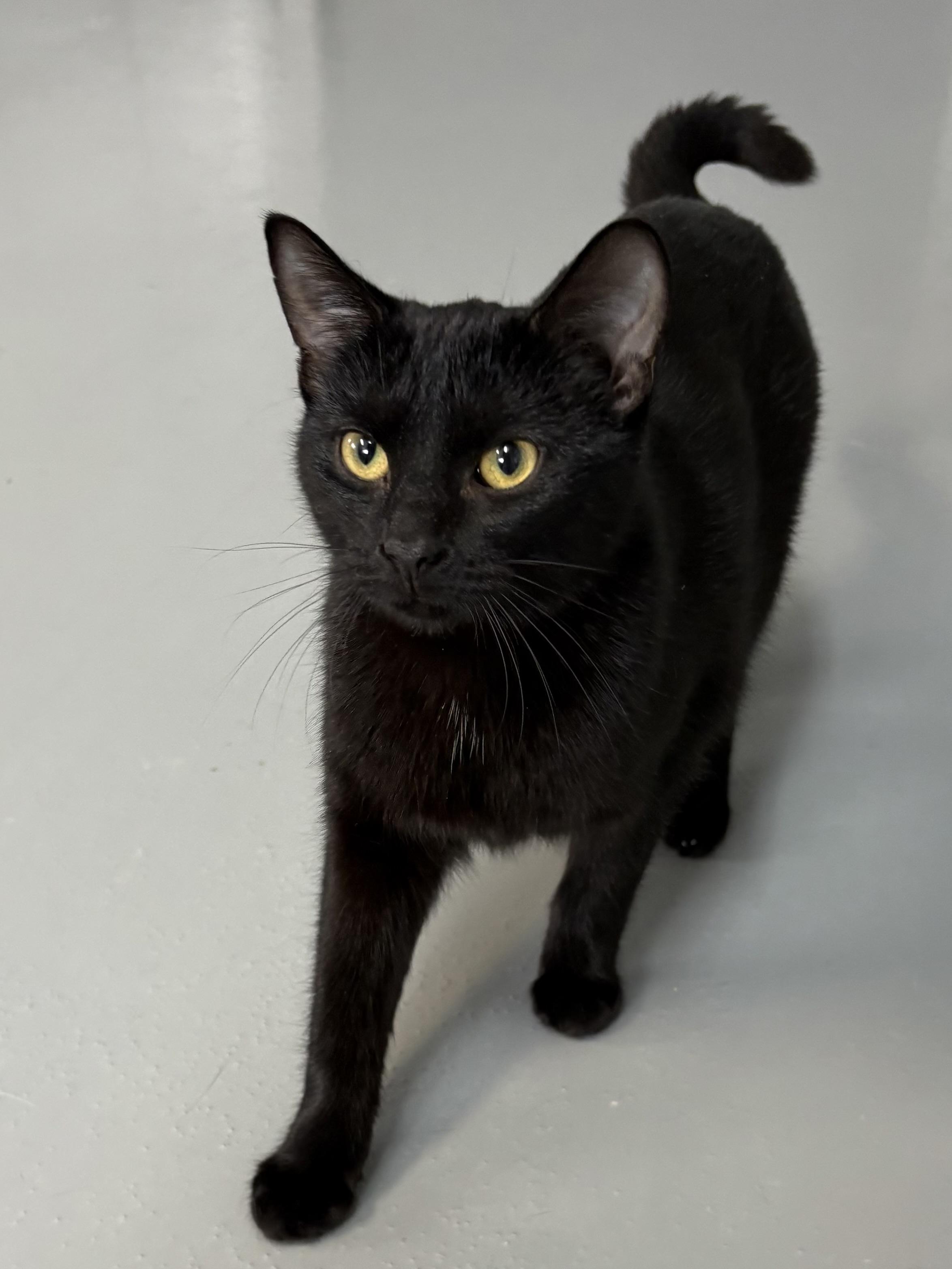 Molly, ADOPTABLE, Young Female American Shorthair.