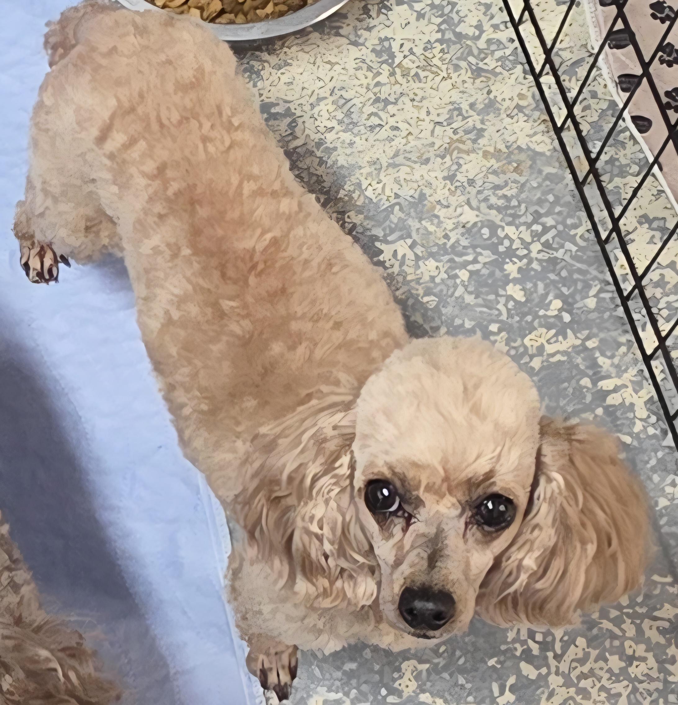 Enlarge Bella, a Adopted Poodle (Toy) in Momence, IL image 1/1