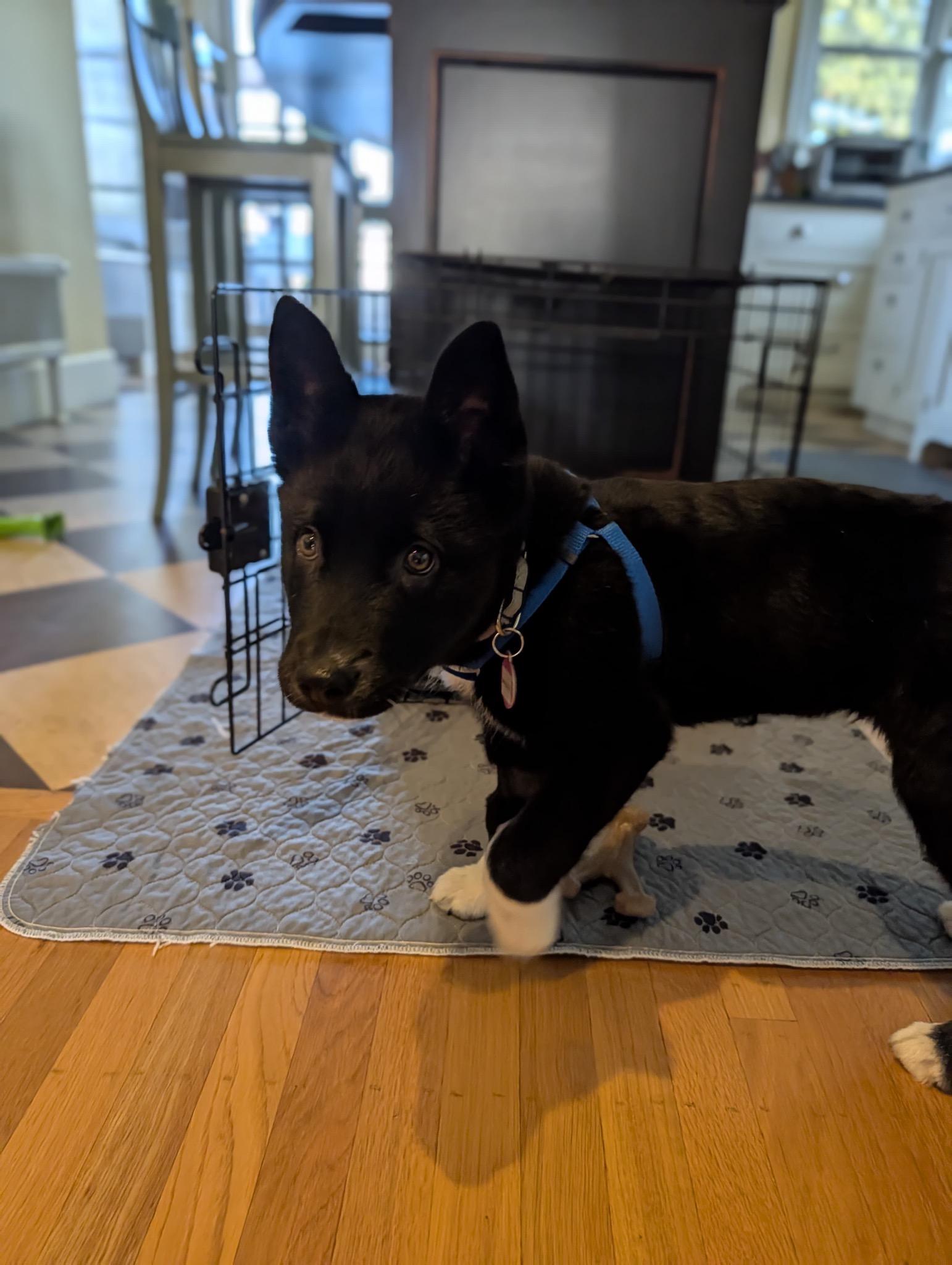 Enlarge Ruckus, a ADOPTABLE mixed breed in Seattle, WA image 4/4