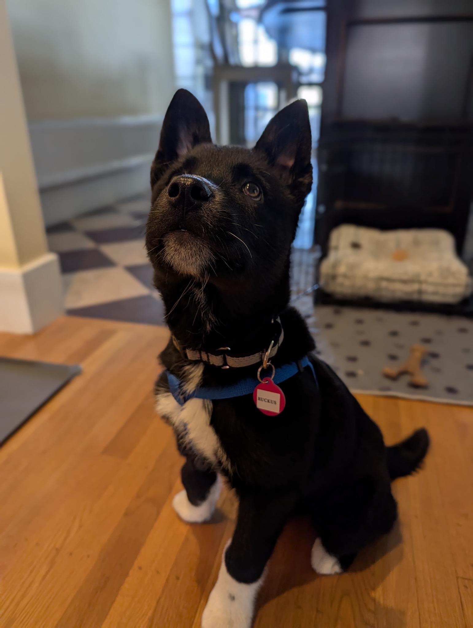 Enlarge Ruckus, a ADOPTABLE mixed breed in Seattle, WA image 3/4