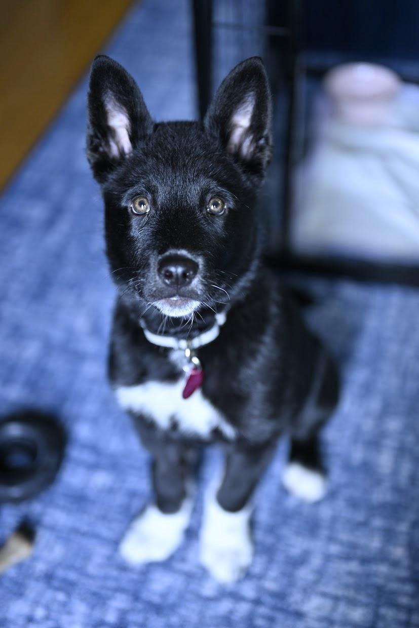 Enlarge Ruckus, a ADOPTABLE mixed breed in Seattle, WA image 2/4