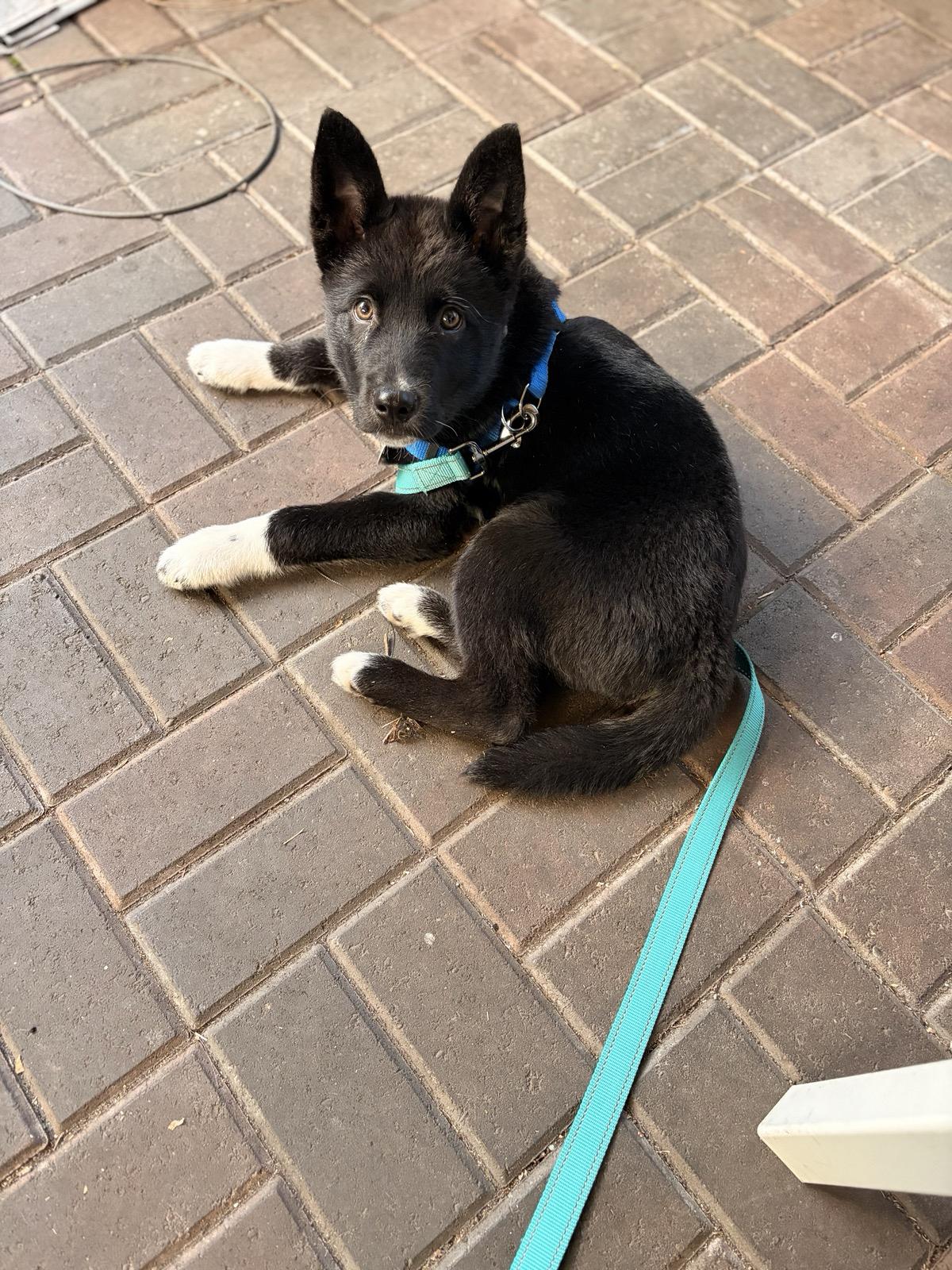 Enlarge Ruckus, a ADOPTABLE mixed breed in Seattle, WA image 1/4