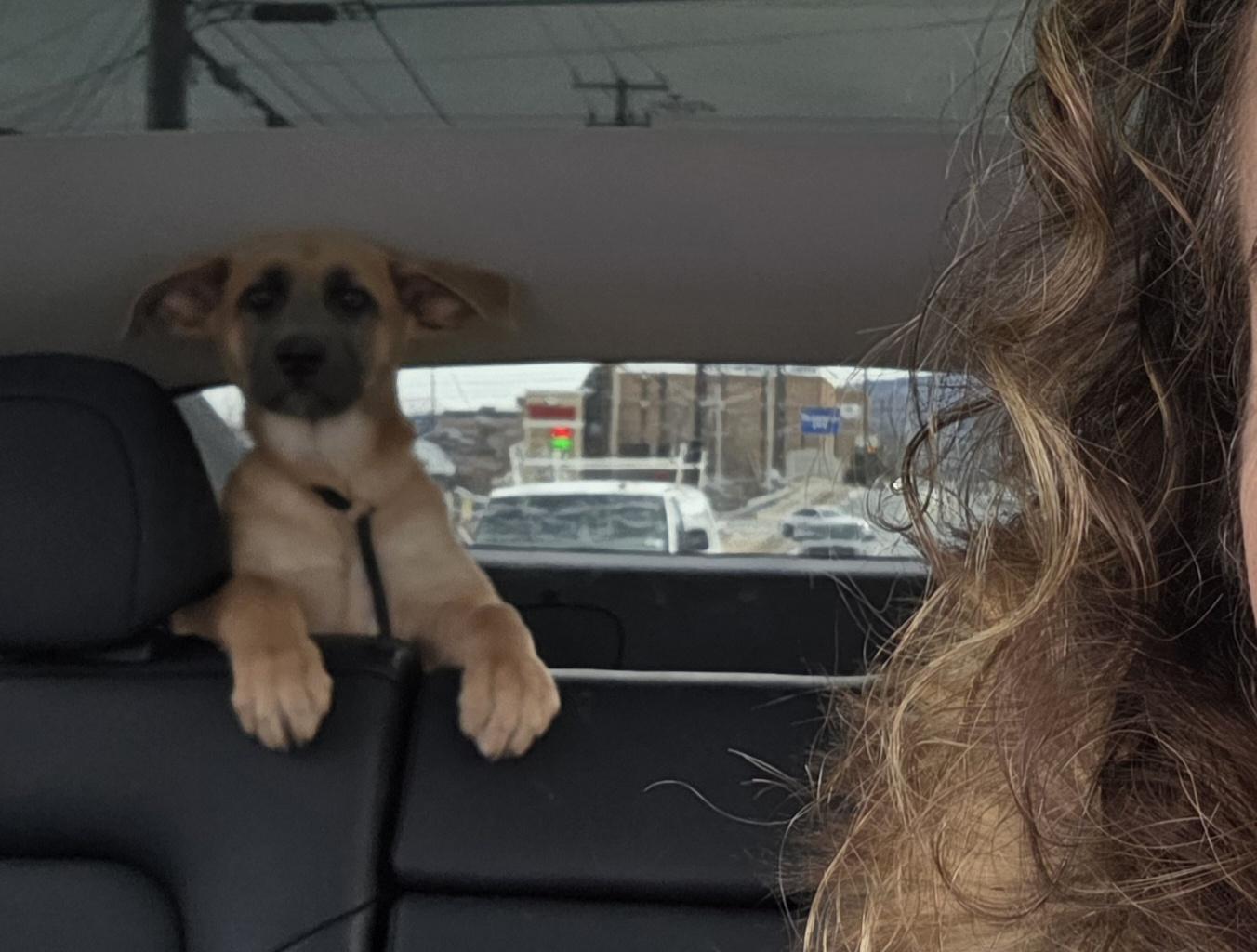 Velma, an adopted mixed breed in Blue Bell, PA image 3/4