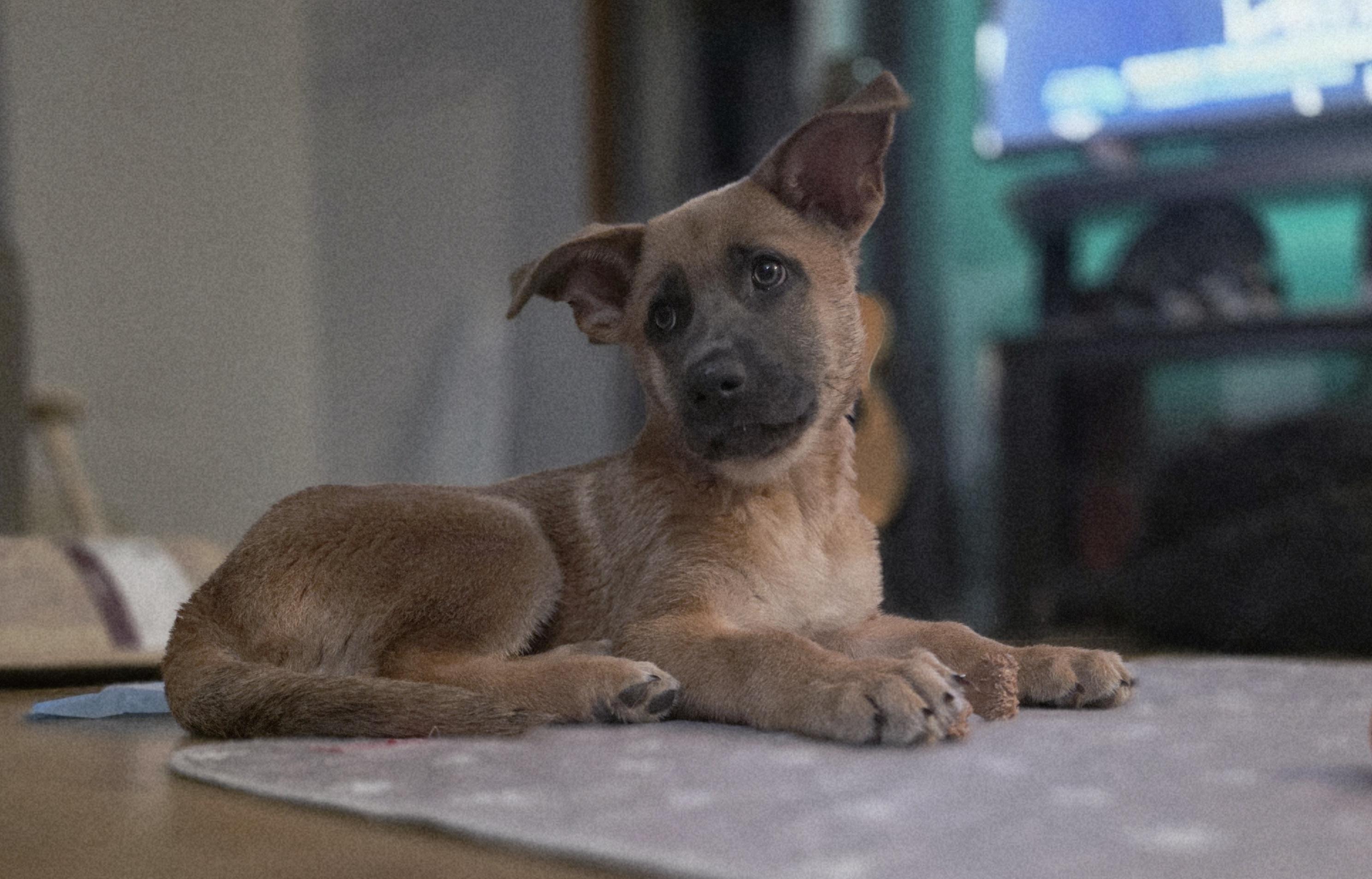 Velma, an adopted mixed breed in Blue Bell, PA image 1/4