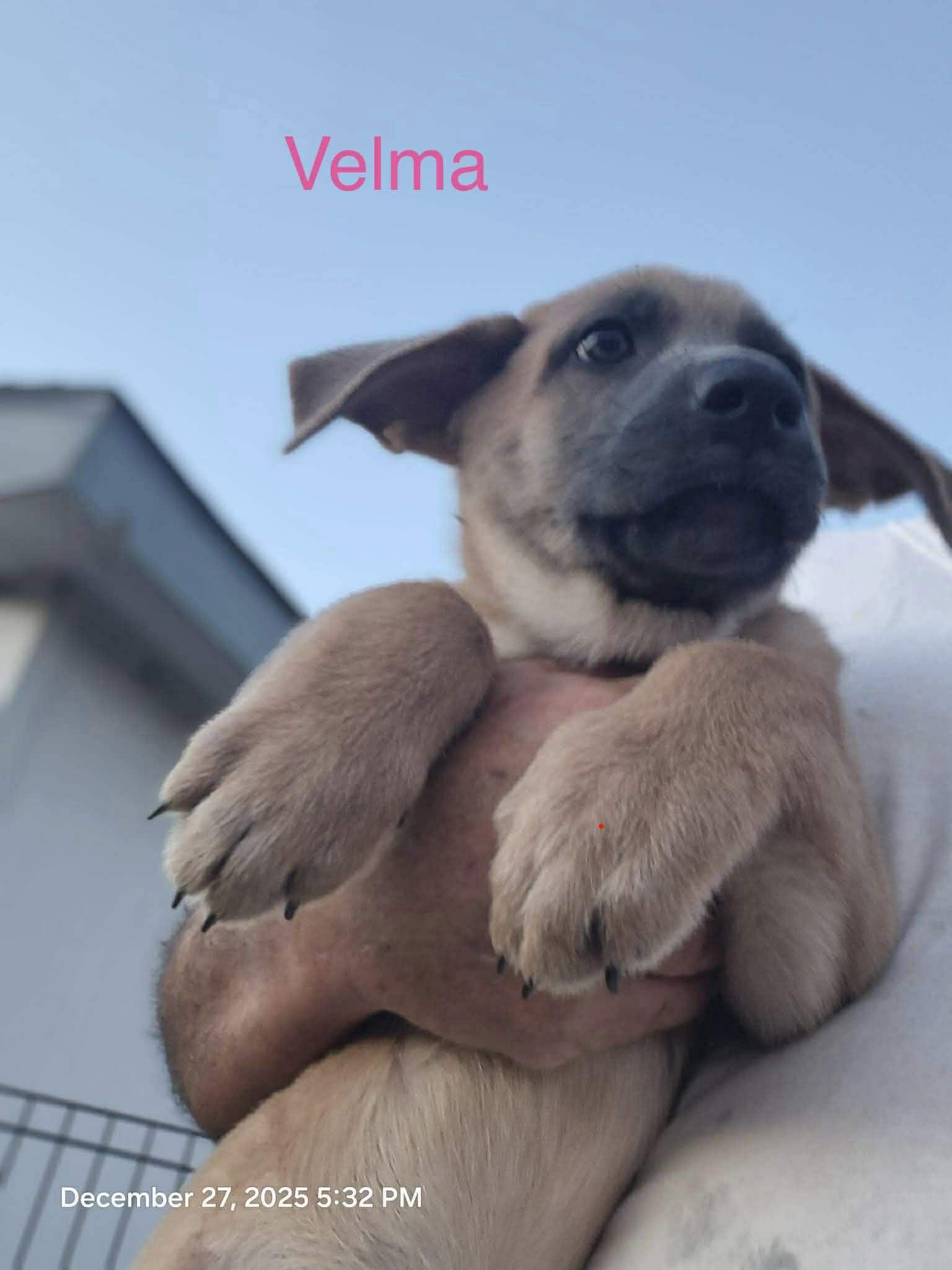Velma, an adopted mixed breed in Blue Bell, PA image 4/4