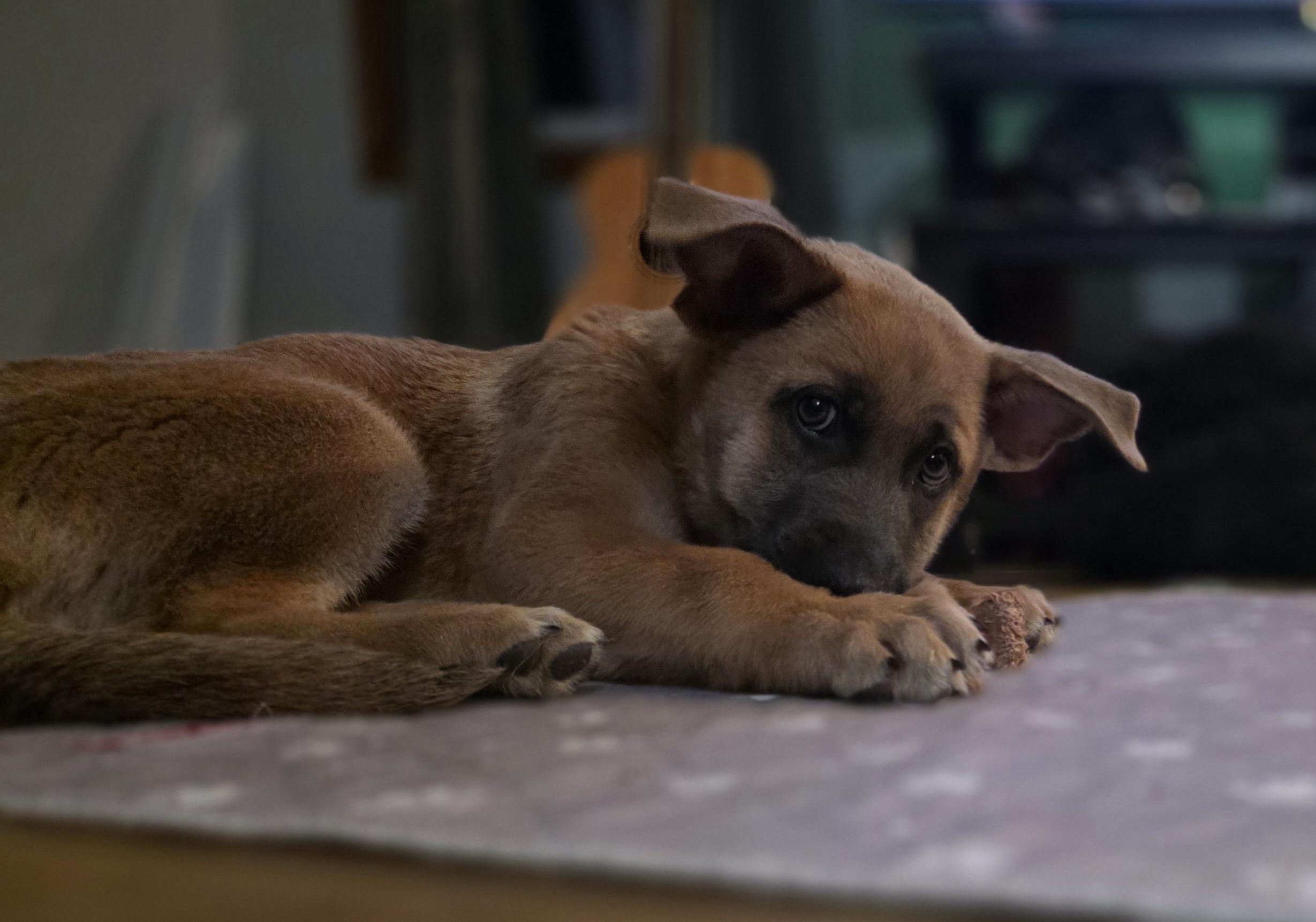 Velma, an adopted mixed breed in Blue Bell, PA image 2/4