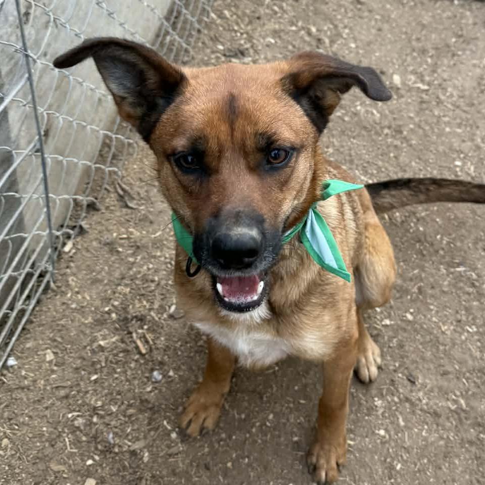 Enlarge Pocket, a Adoptable mixed breed in Stephenville, TX image 1/3