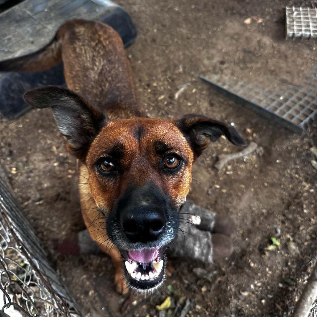Enlarge Pocket, a Adoptable mixed breed in Stephenville, TX image 1/6