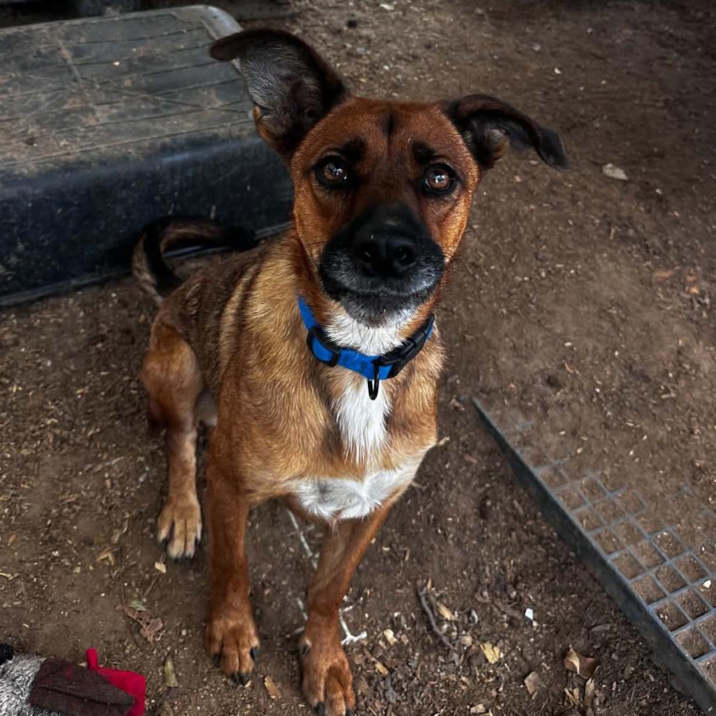 Enlarge Pocket, a Adoptable mixed breed in Stephenville, TX image 2/6