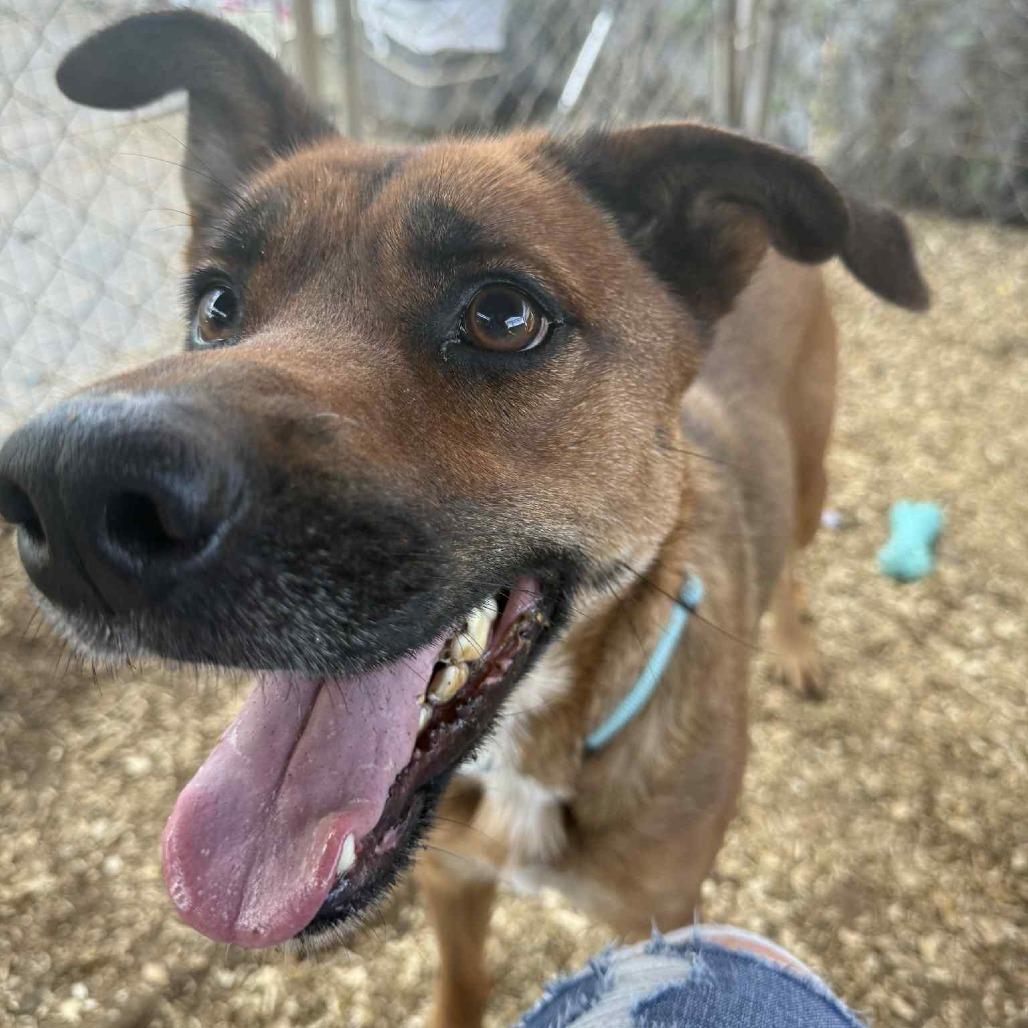 Pocket, a Adoptable mixed breed in Stephenville, TX image 2/2